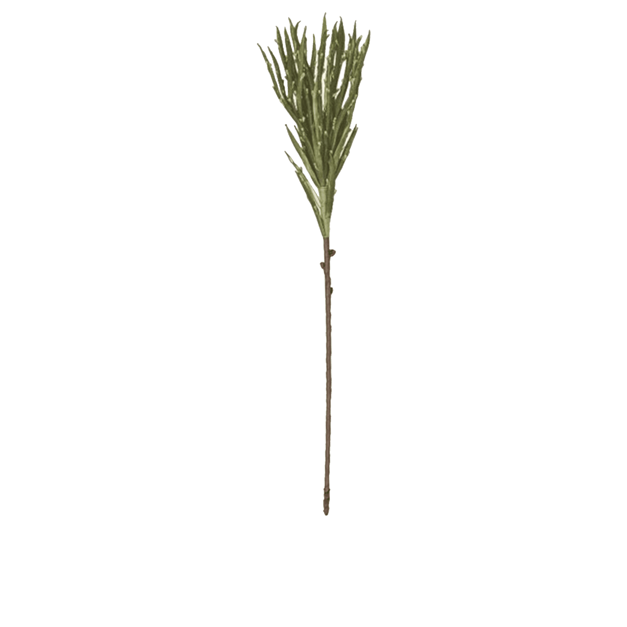 Aloe Stem
