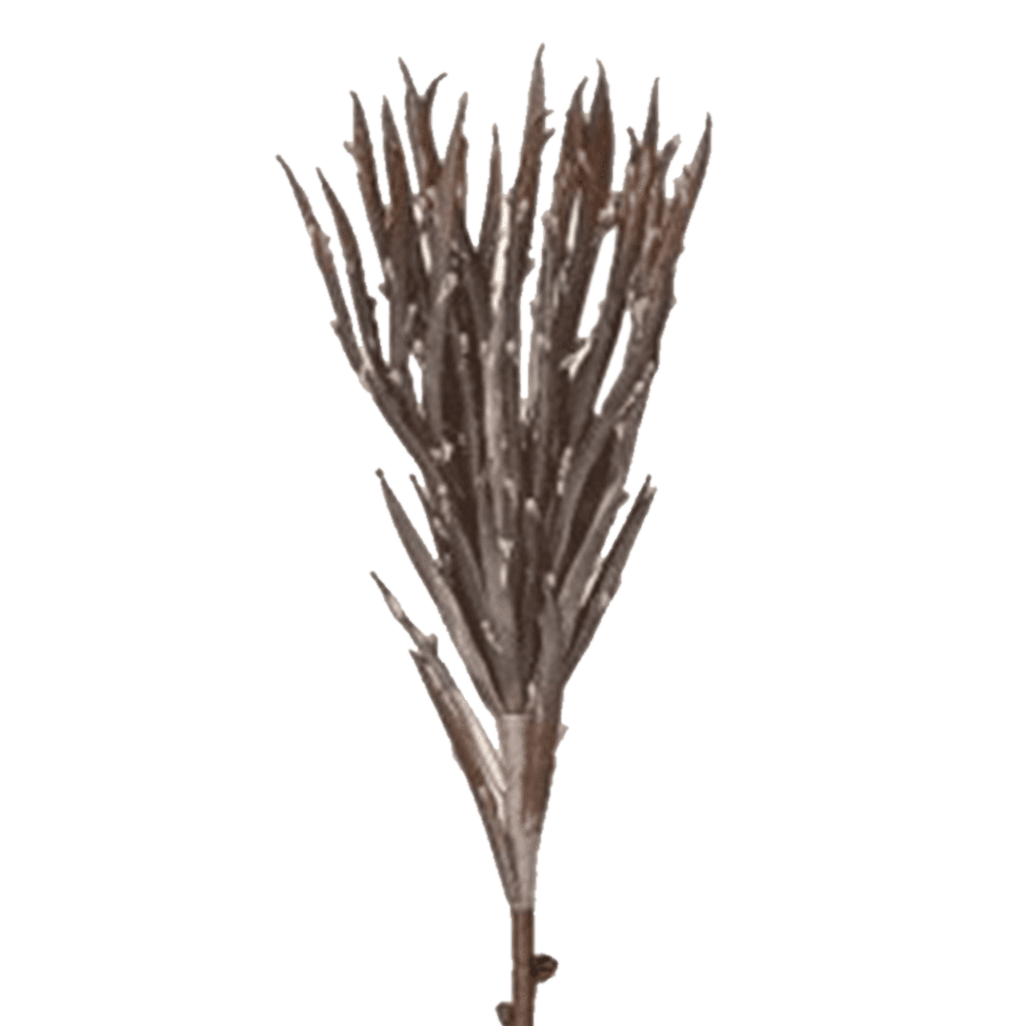 Aloe Stem