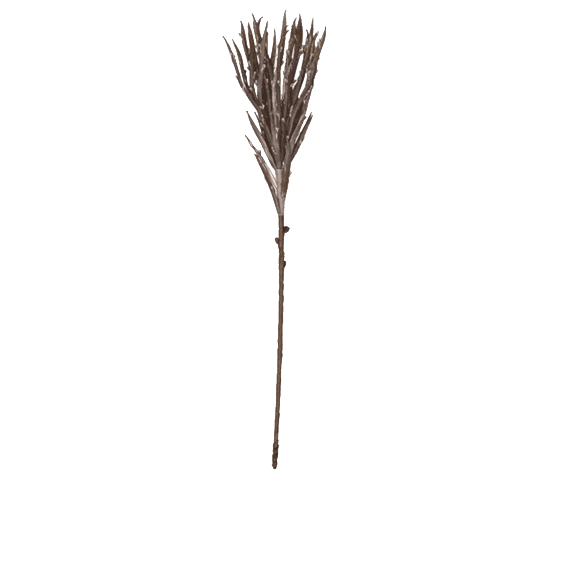 Aloe Stem
