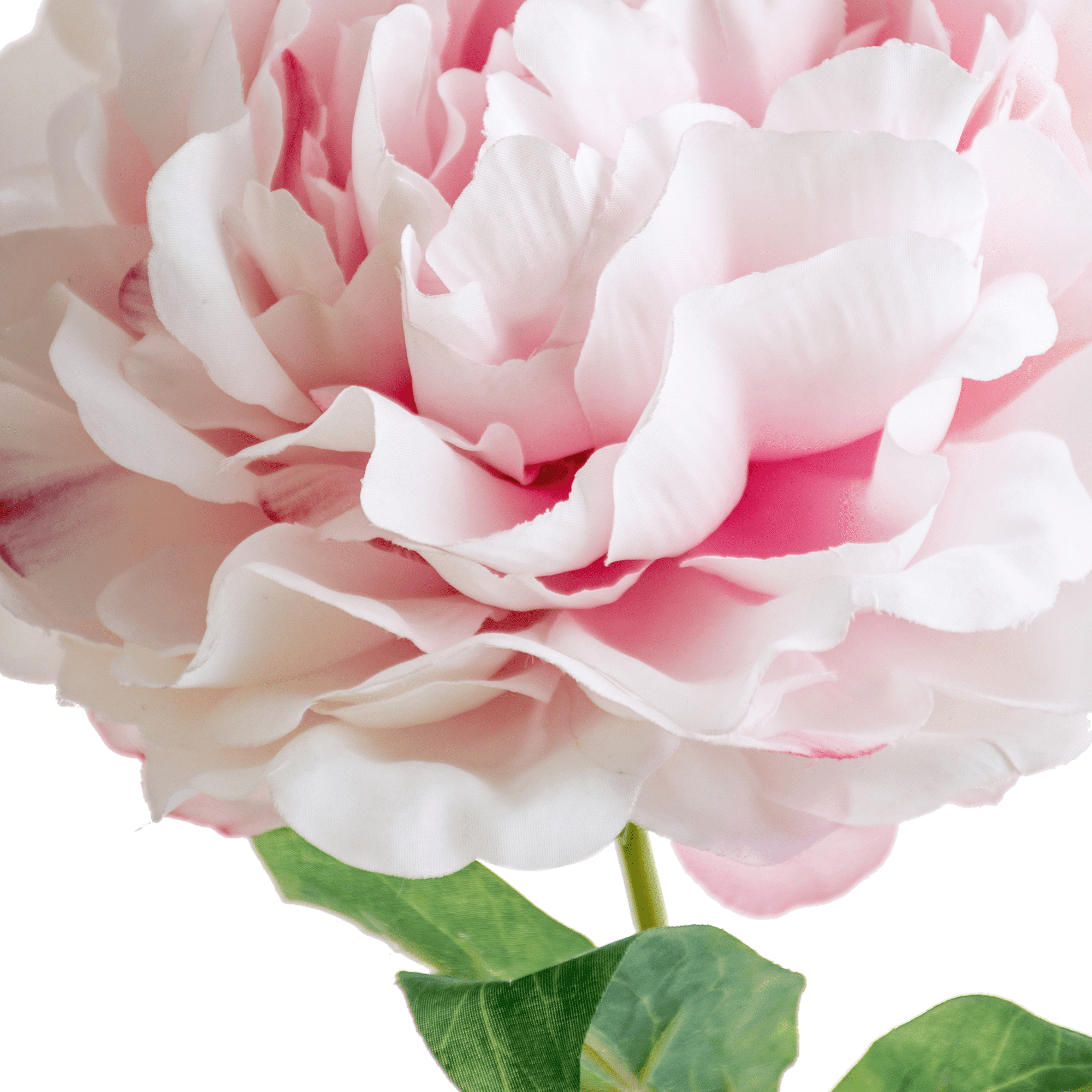 Peony Stem