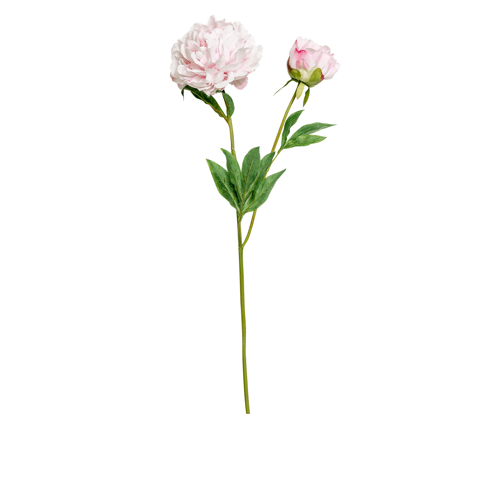 Peony Stem