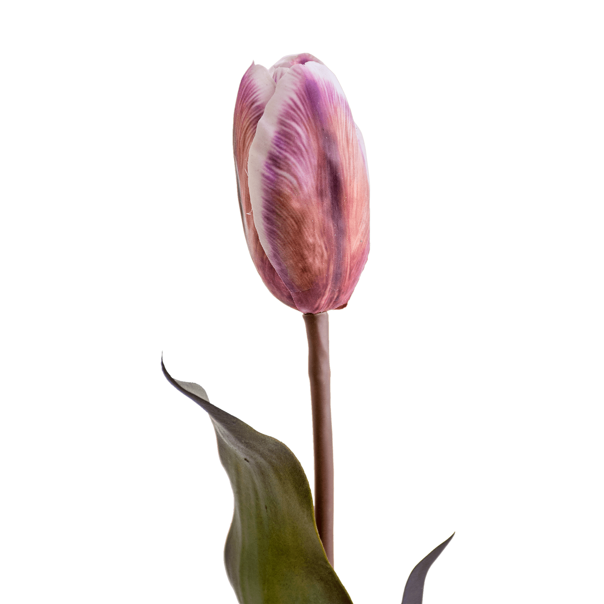 Tulip Stem