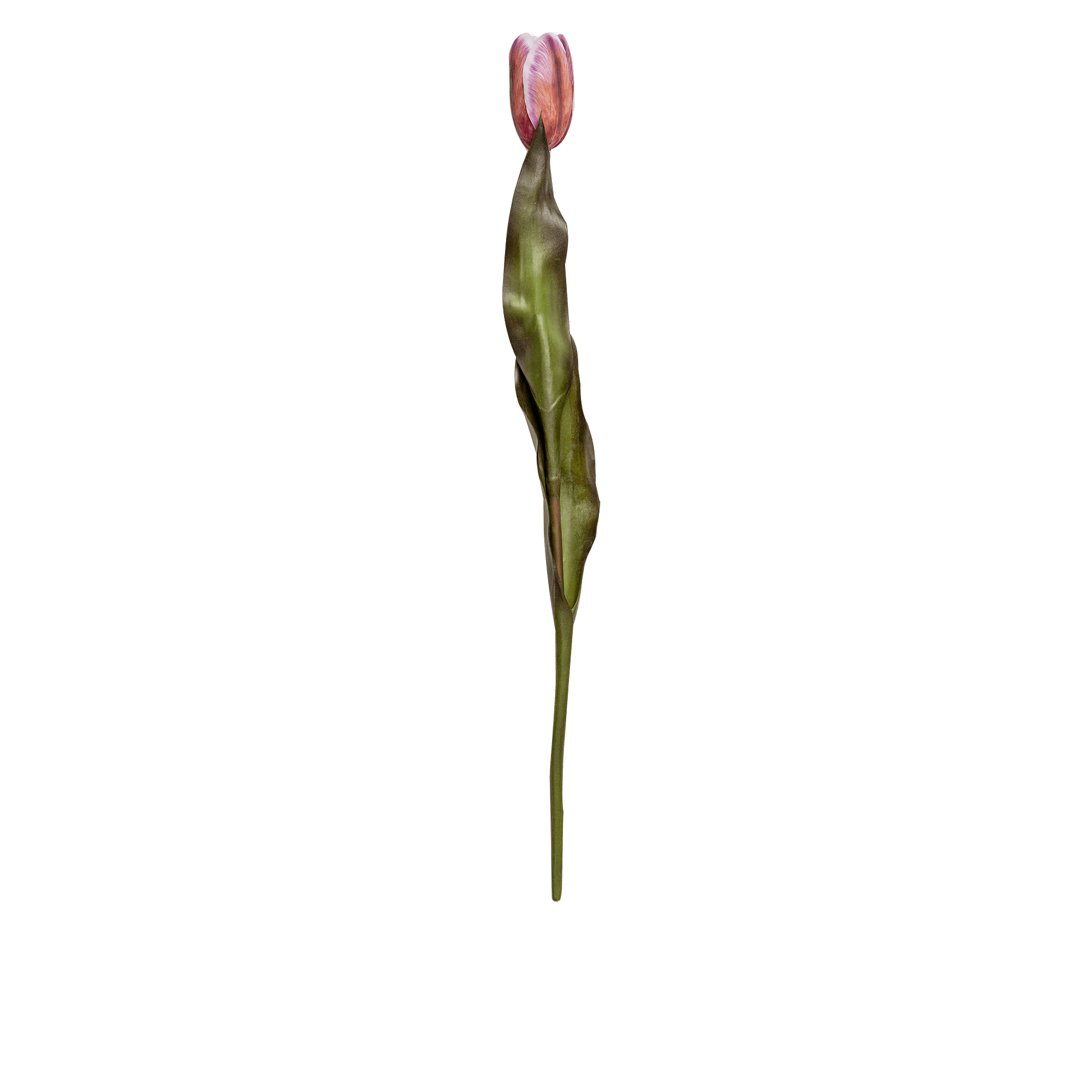 Tulip Stem