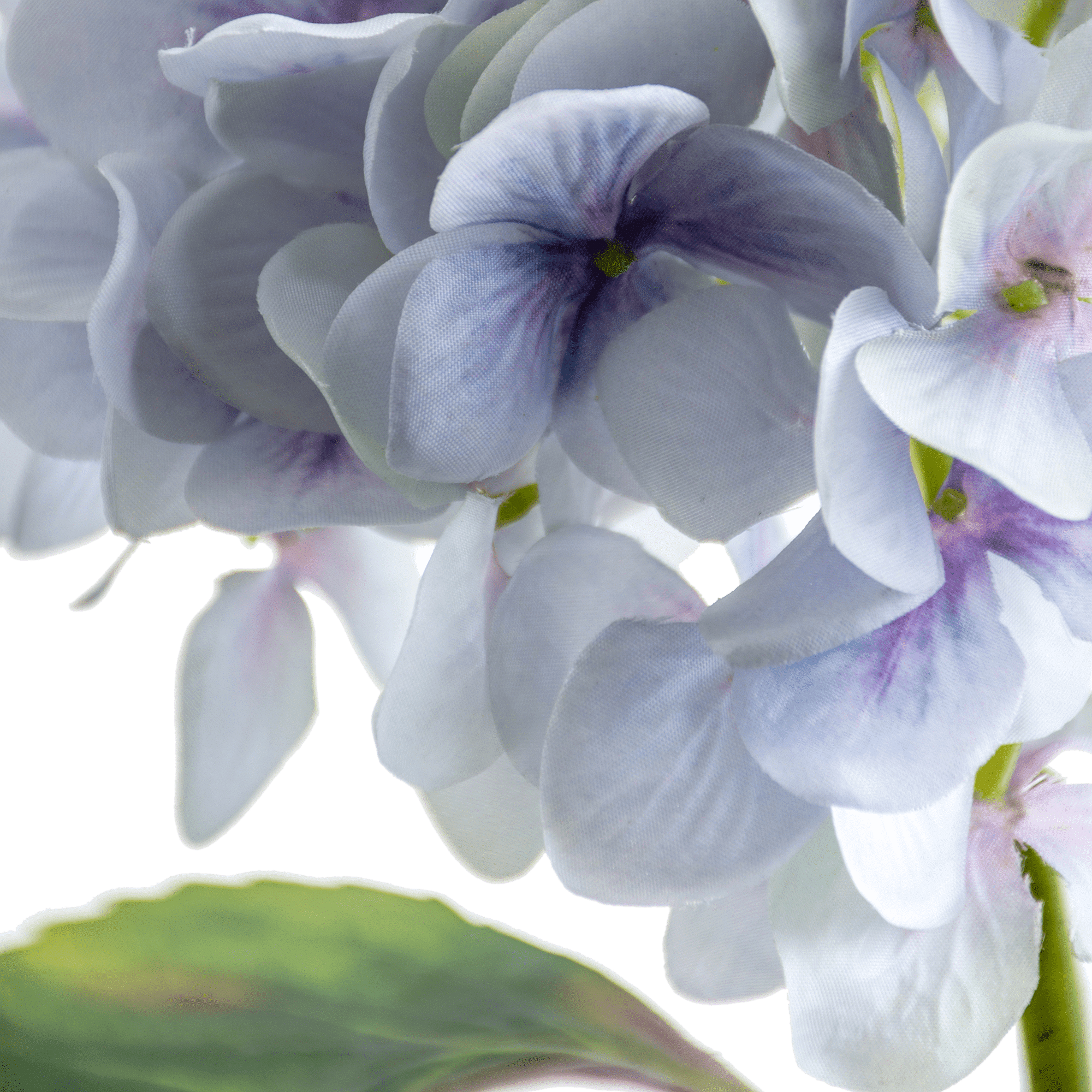 Hydrangea Stem