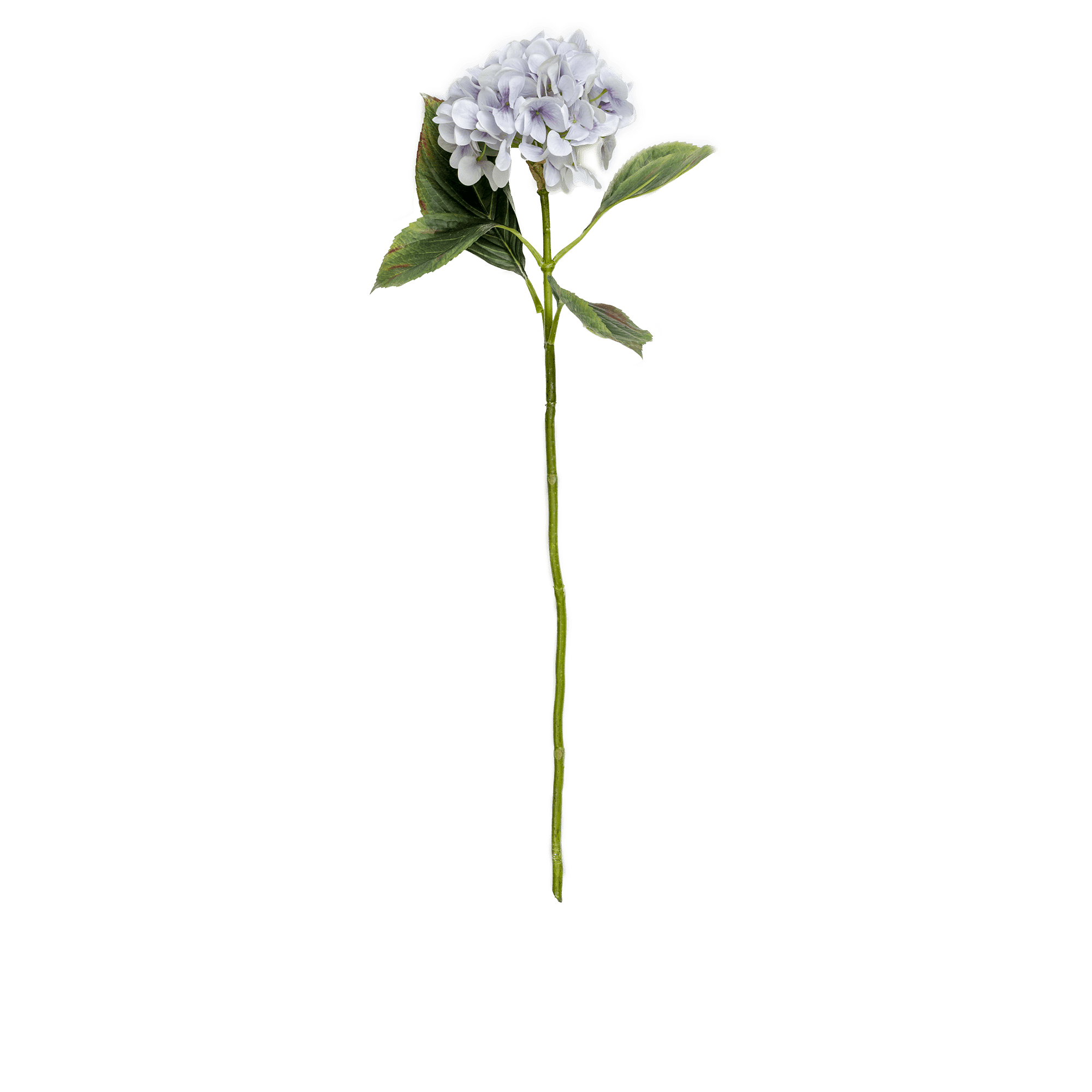 Hydrangea Stem