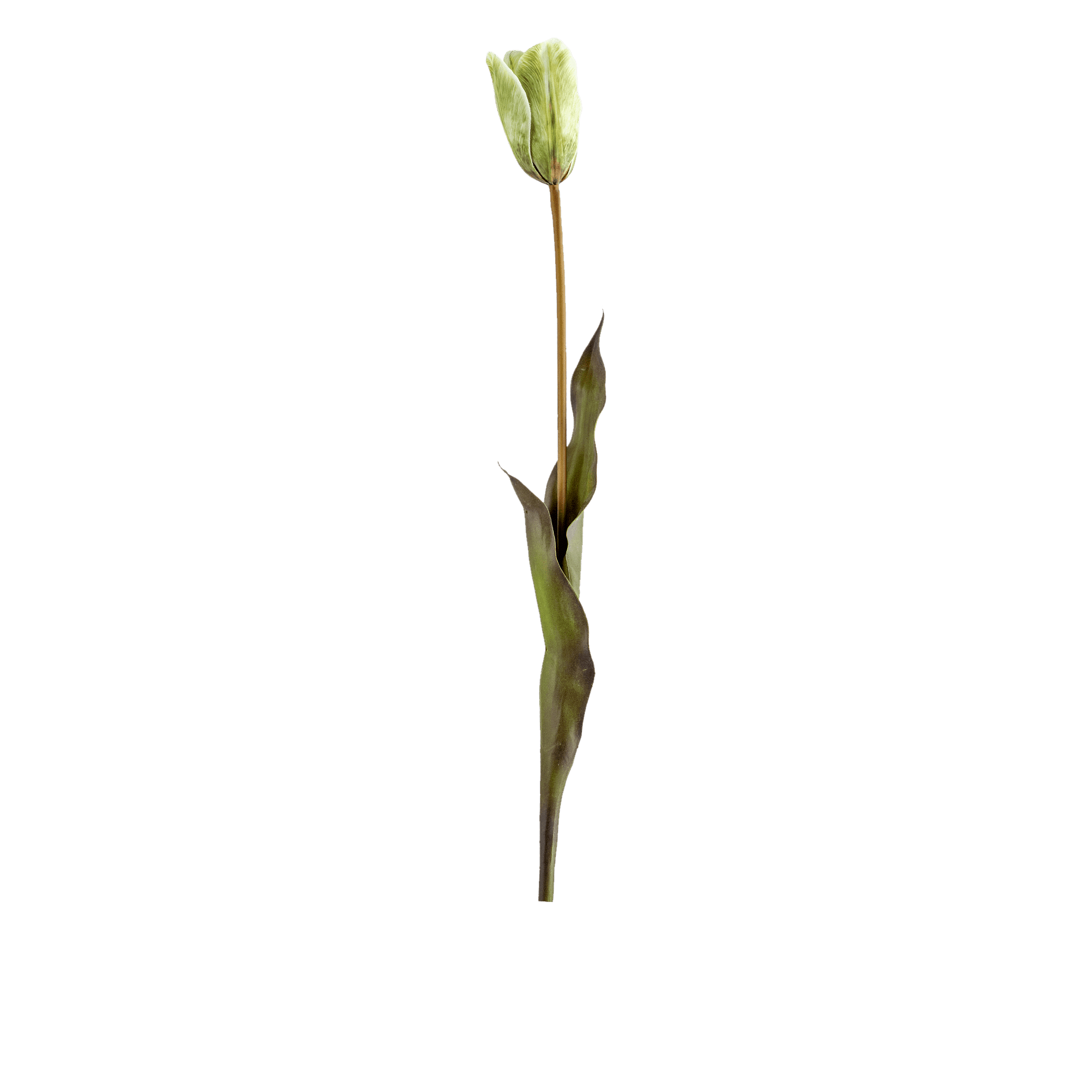 Tulip Stem
