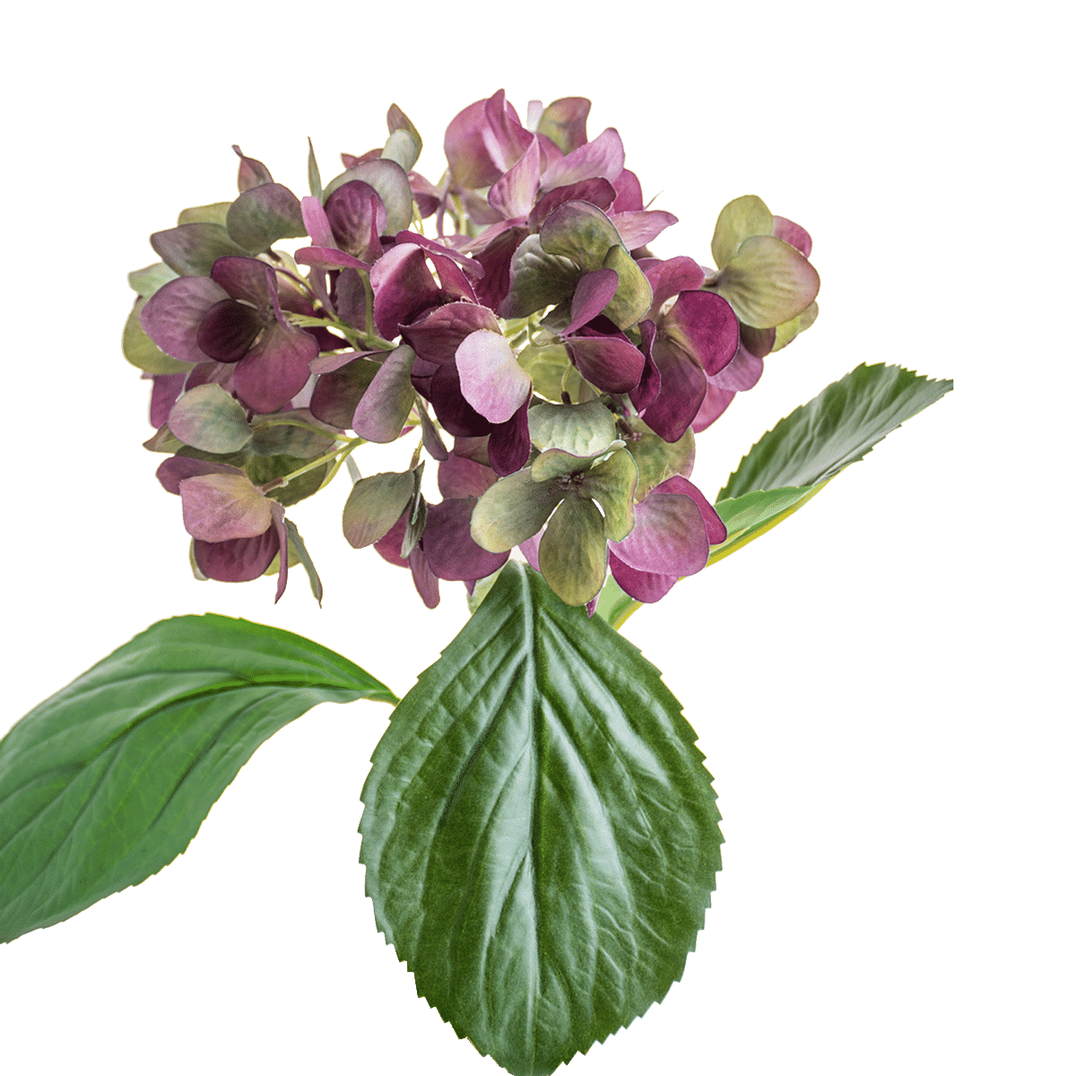 Hydrangea Stem