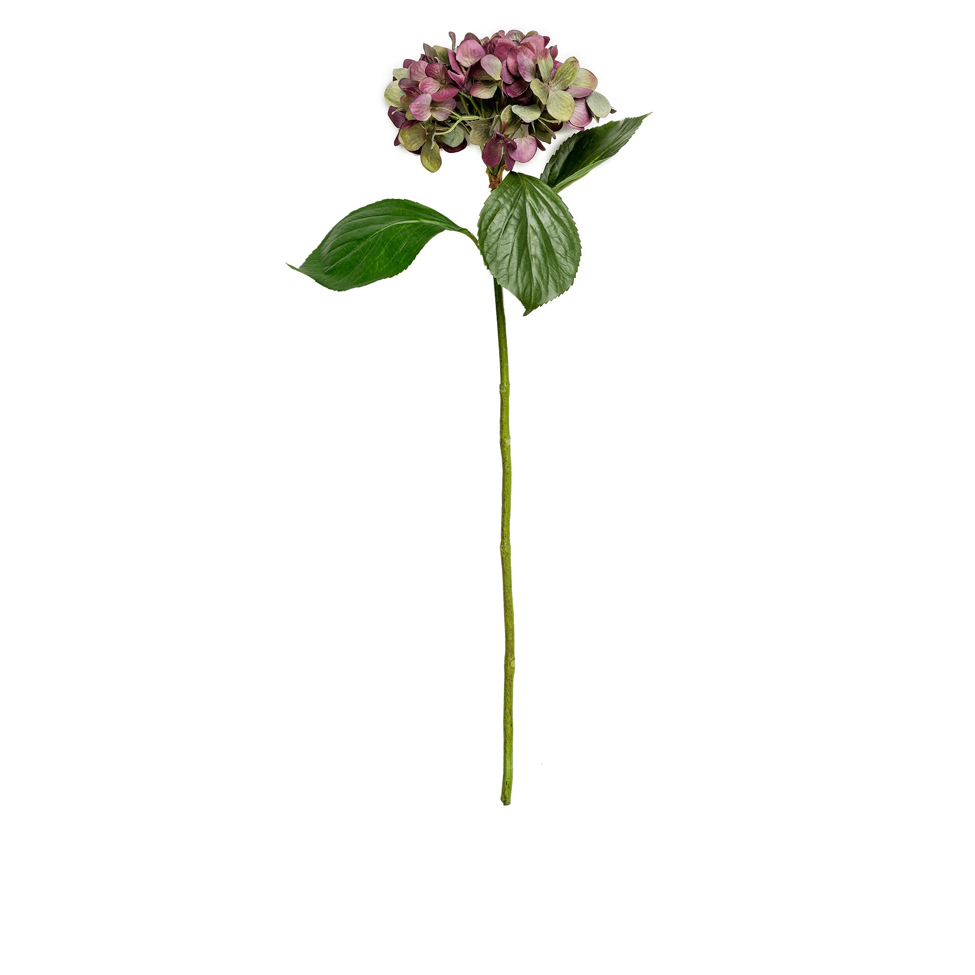 Hydrangea Stem