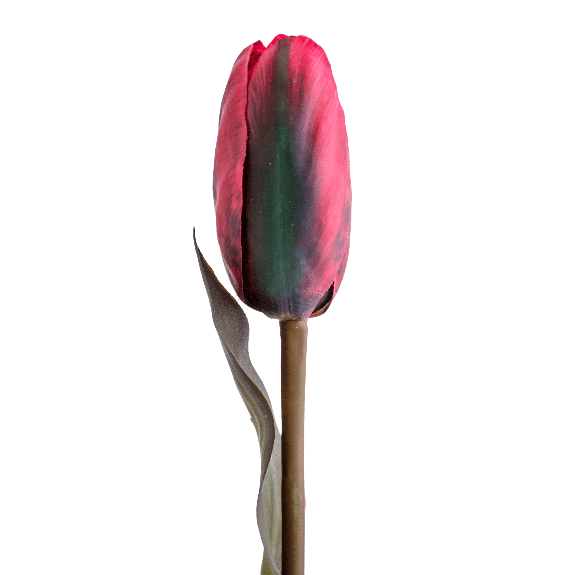 Tulip Stem