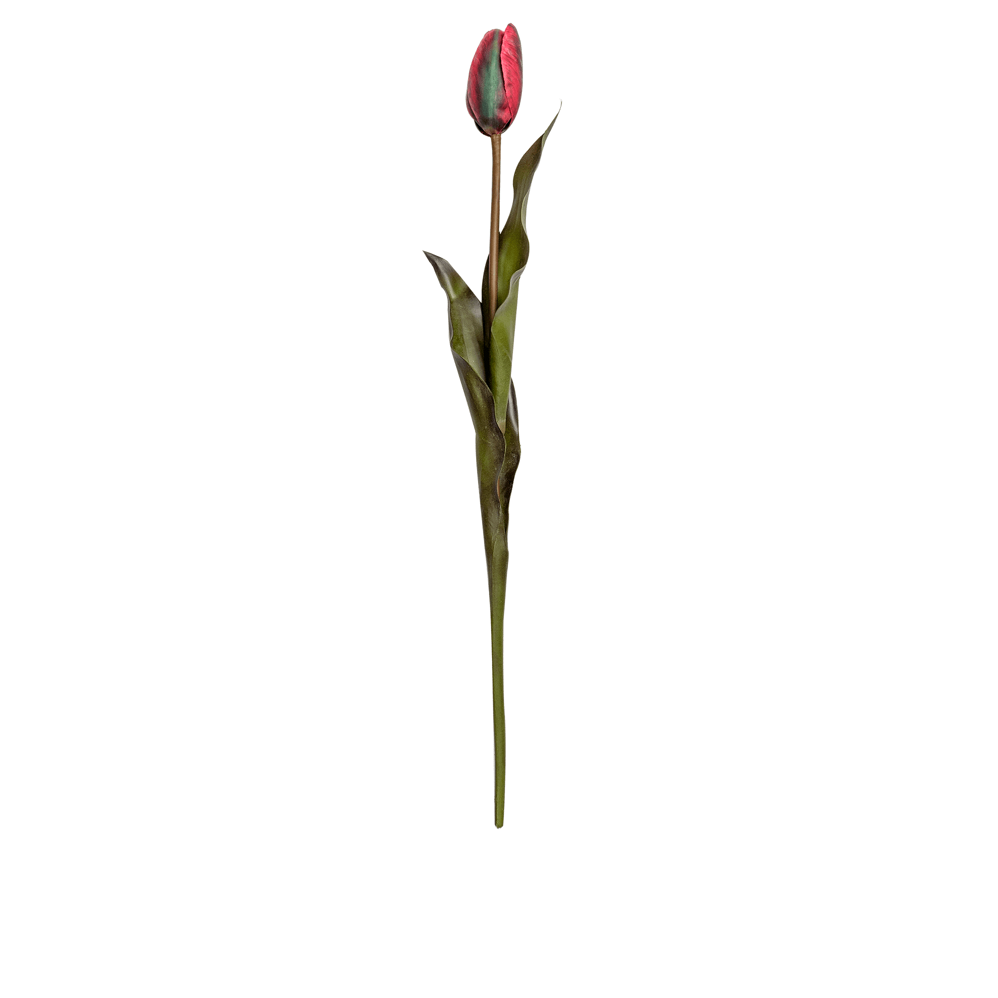 Tulip Stem