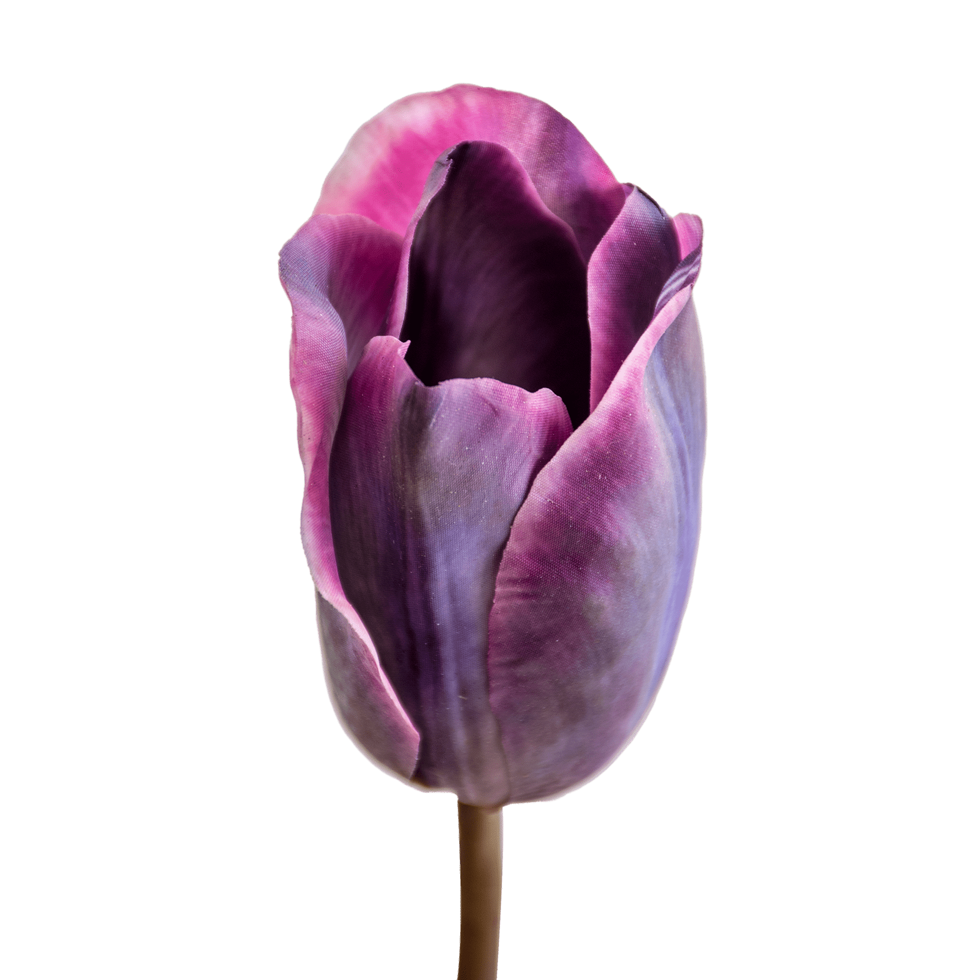 Tulip Stem