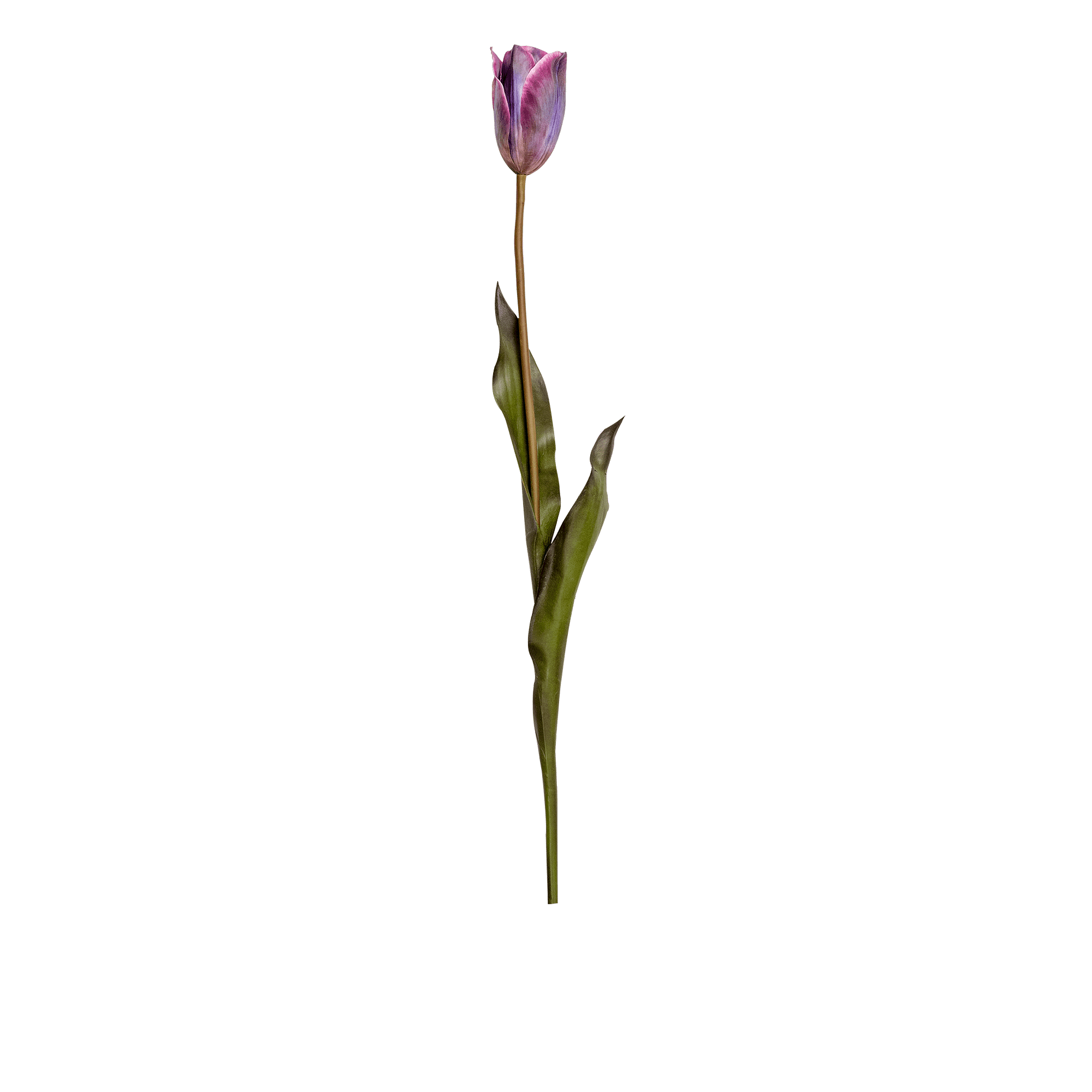 Tulip Stem