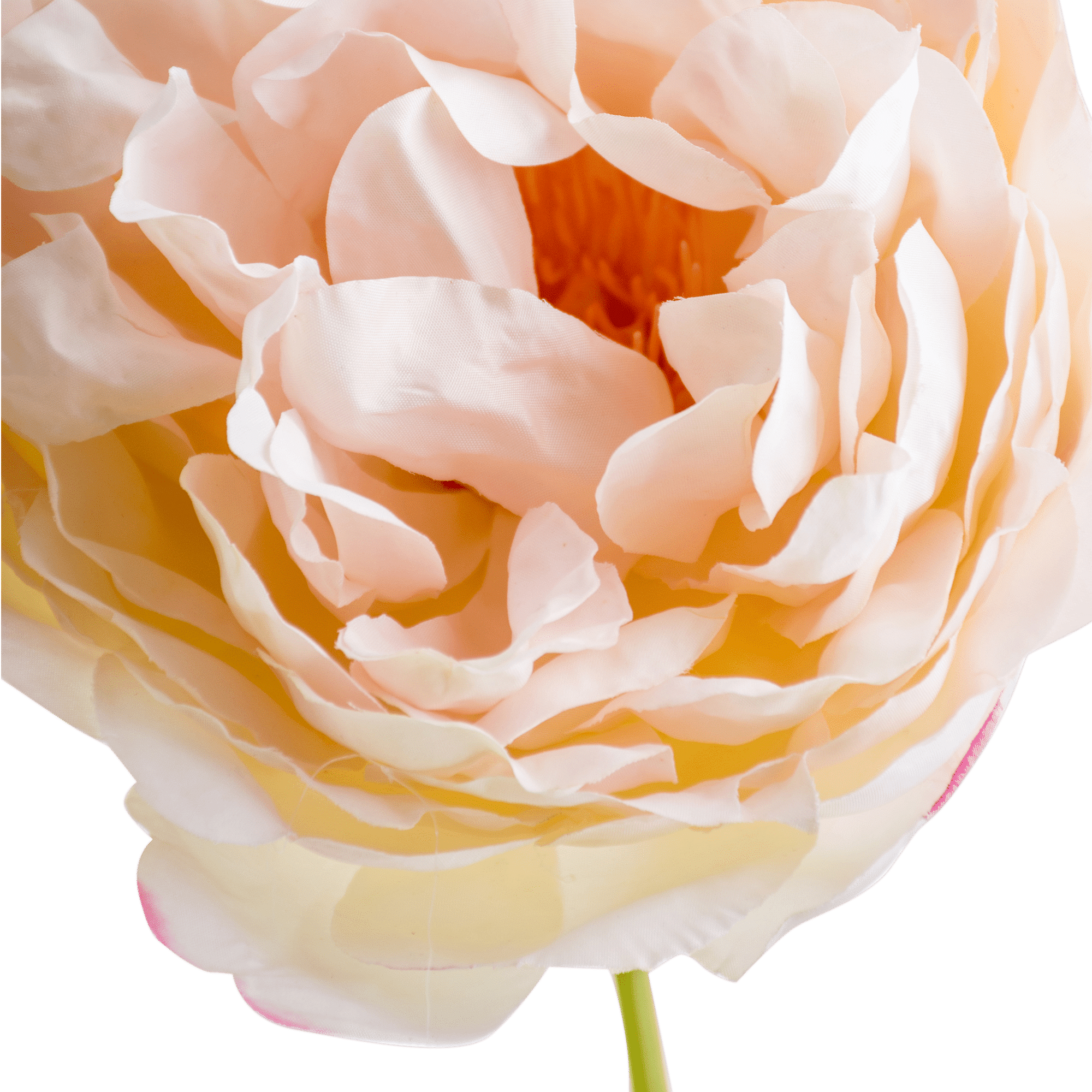 Peony Stem