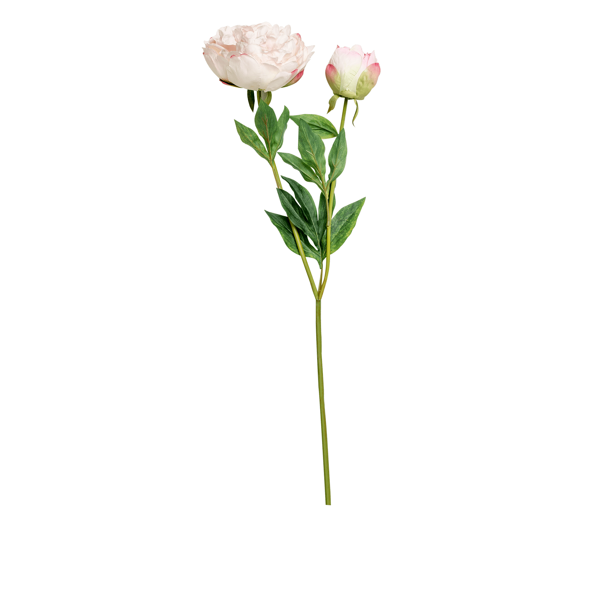 Peony Stem