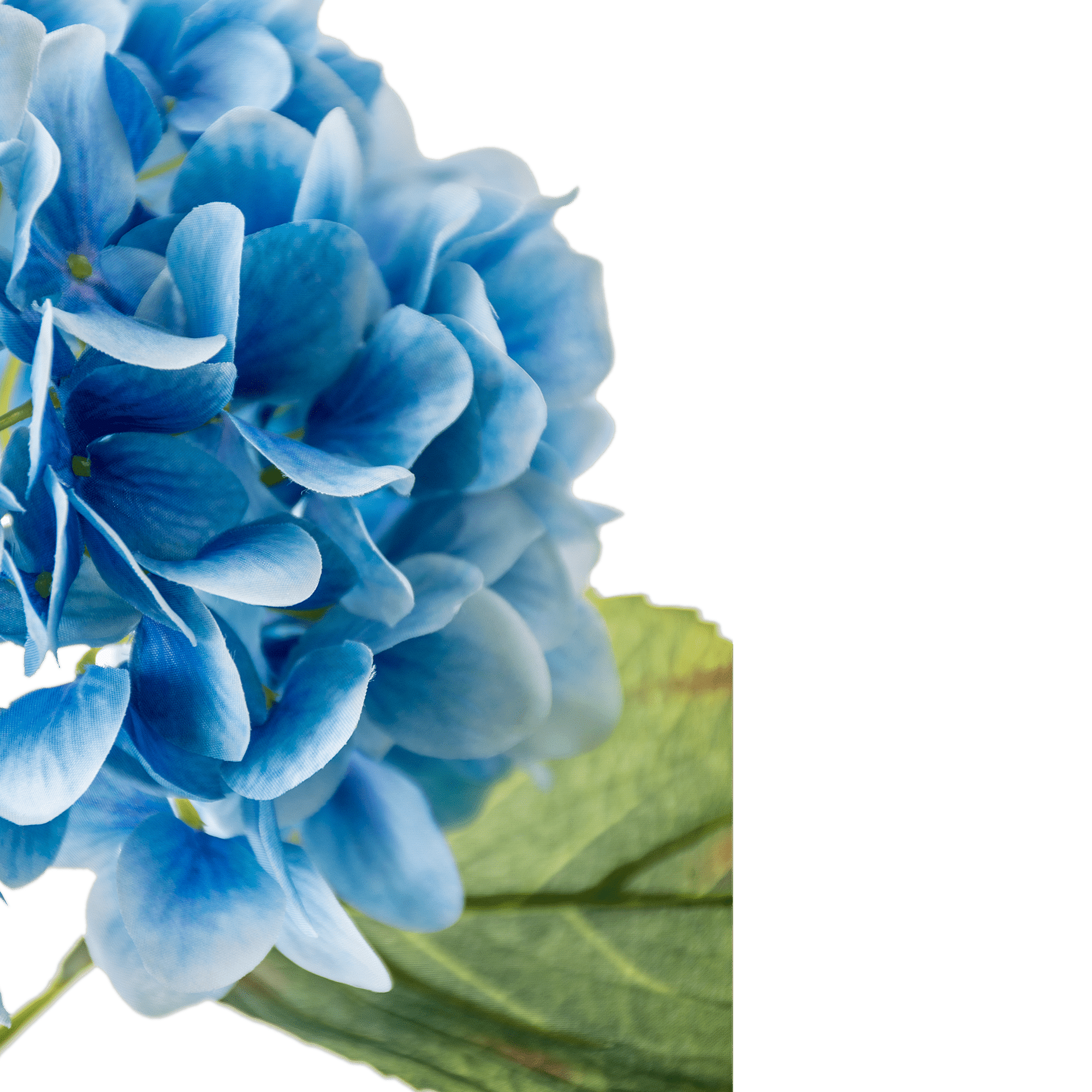 Hydrangea Stem