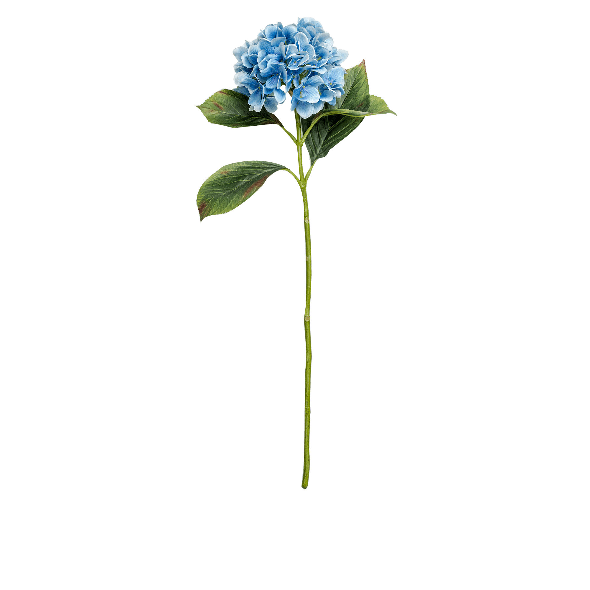 Hydrangea Stem