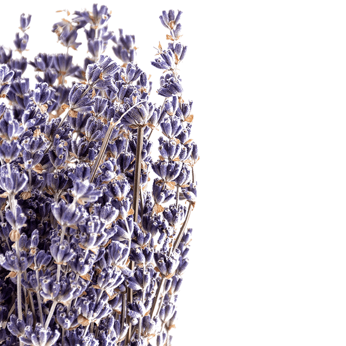 Botte Lavander Dried Botanical