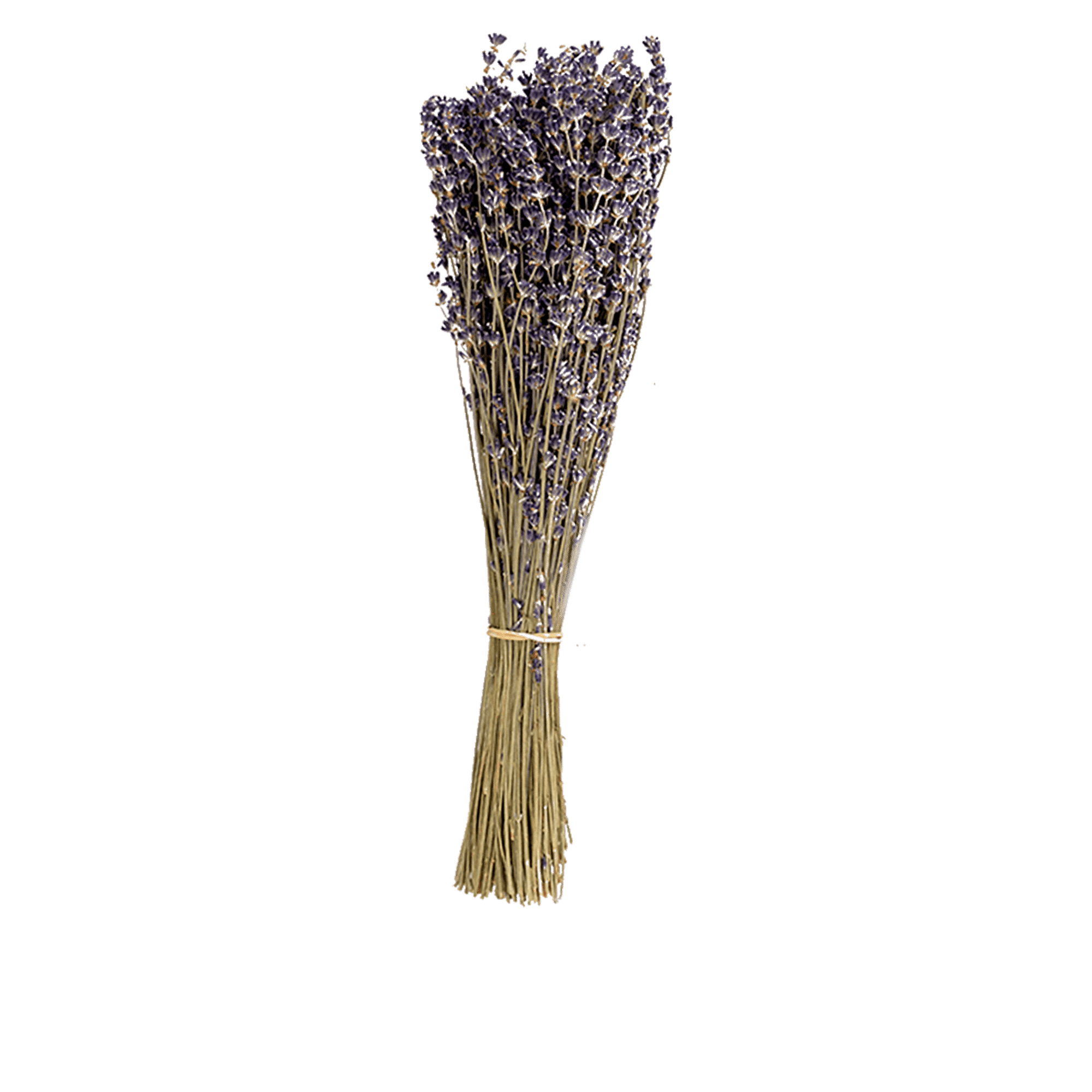 Botte Lavander Dried Botanical