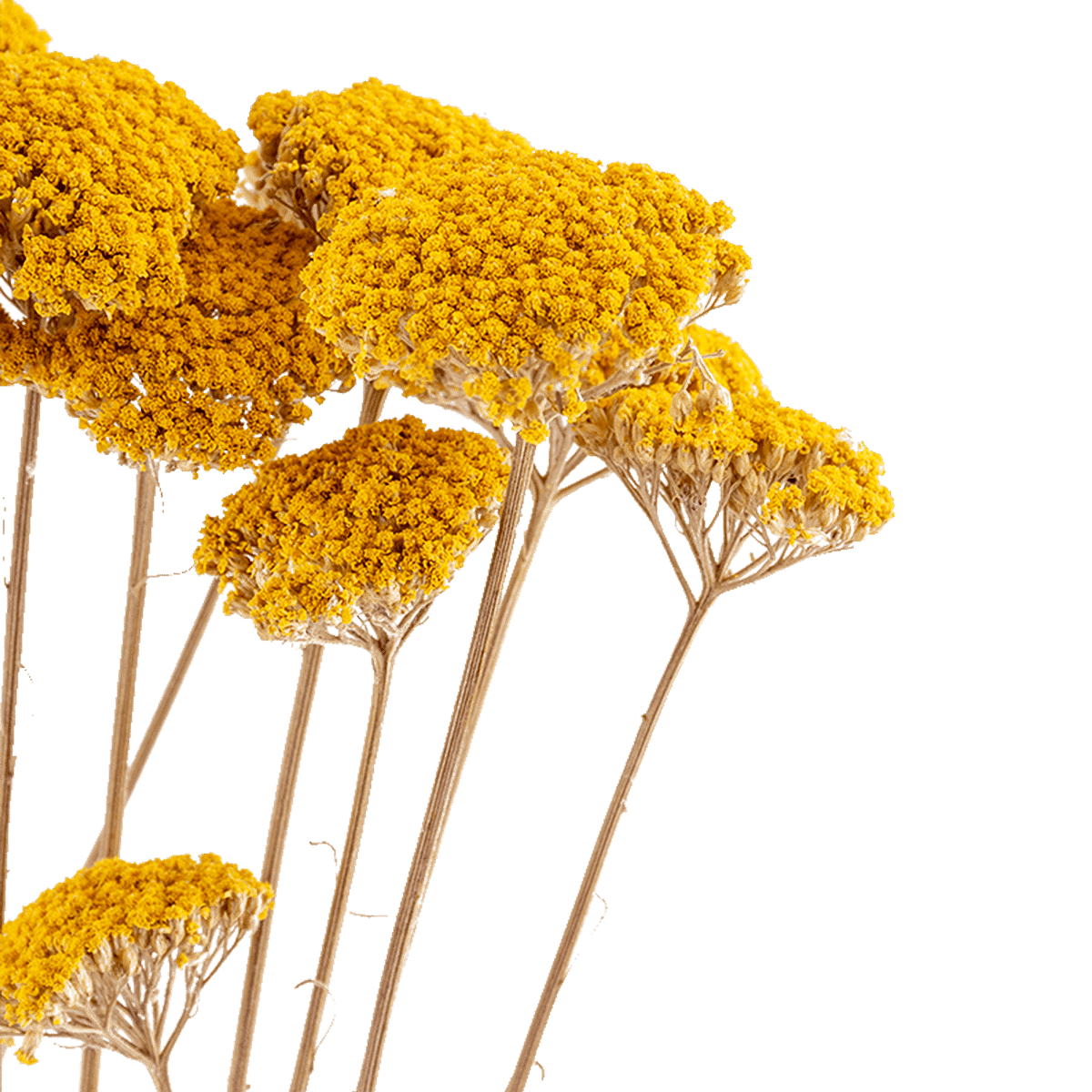 Achilea Parker Jaune Nat Dried Botanical