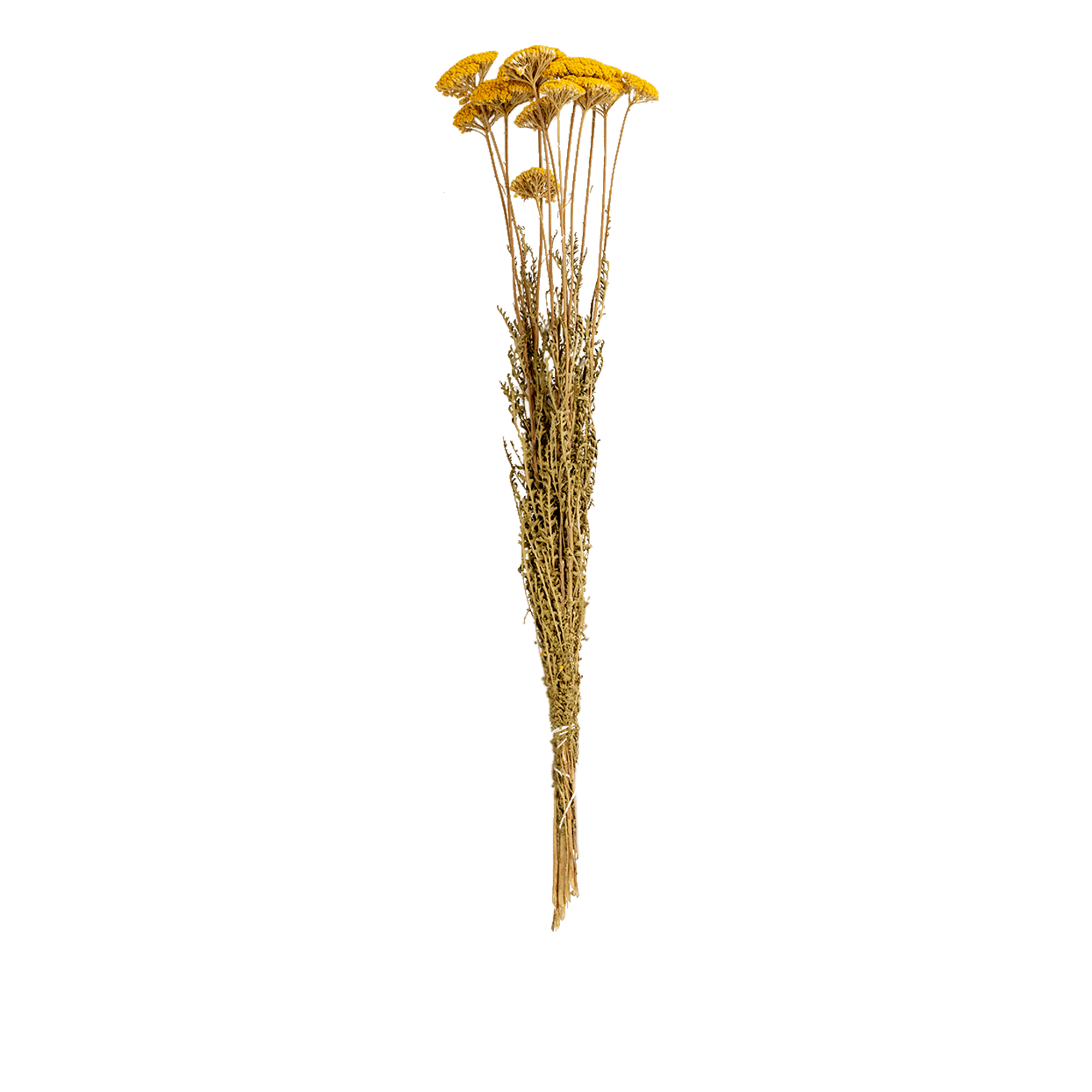 Achilea Parker Jaune Nat Dried Botanical