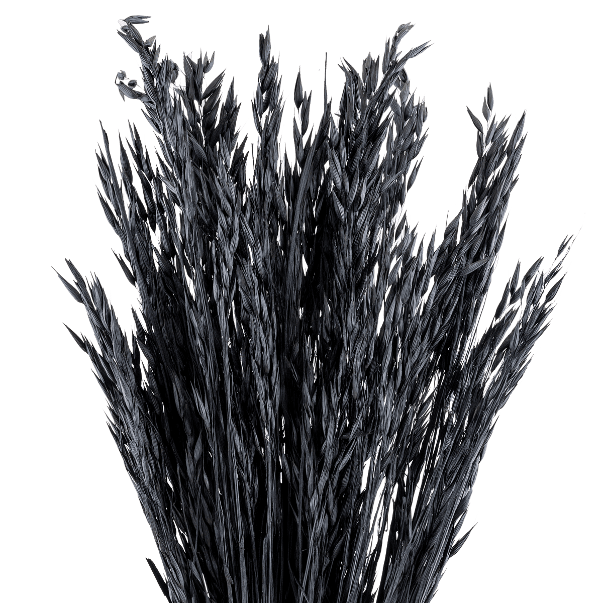 Avoine Noir Dried Botanical
