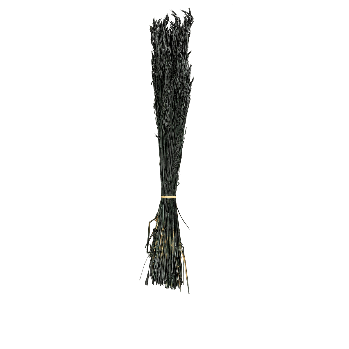 Avoine Noir Dried Botanical