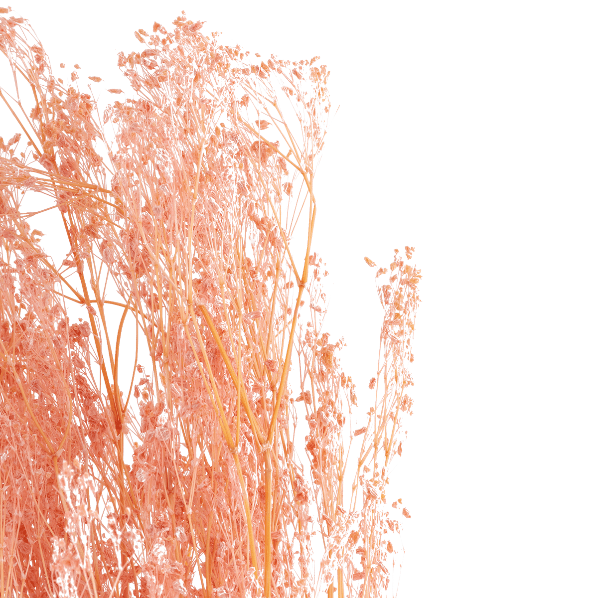 Gypsophile Paniculata Rose Dried Botanical
