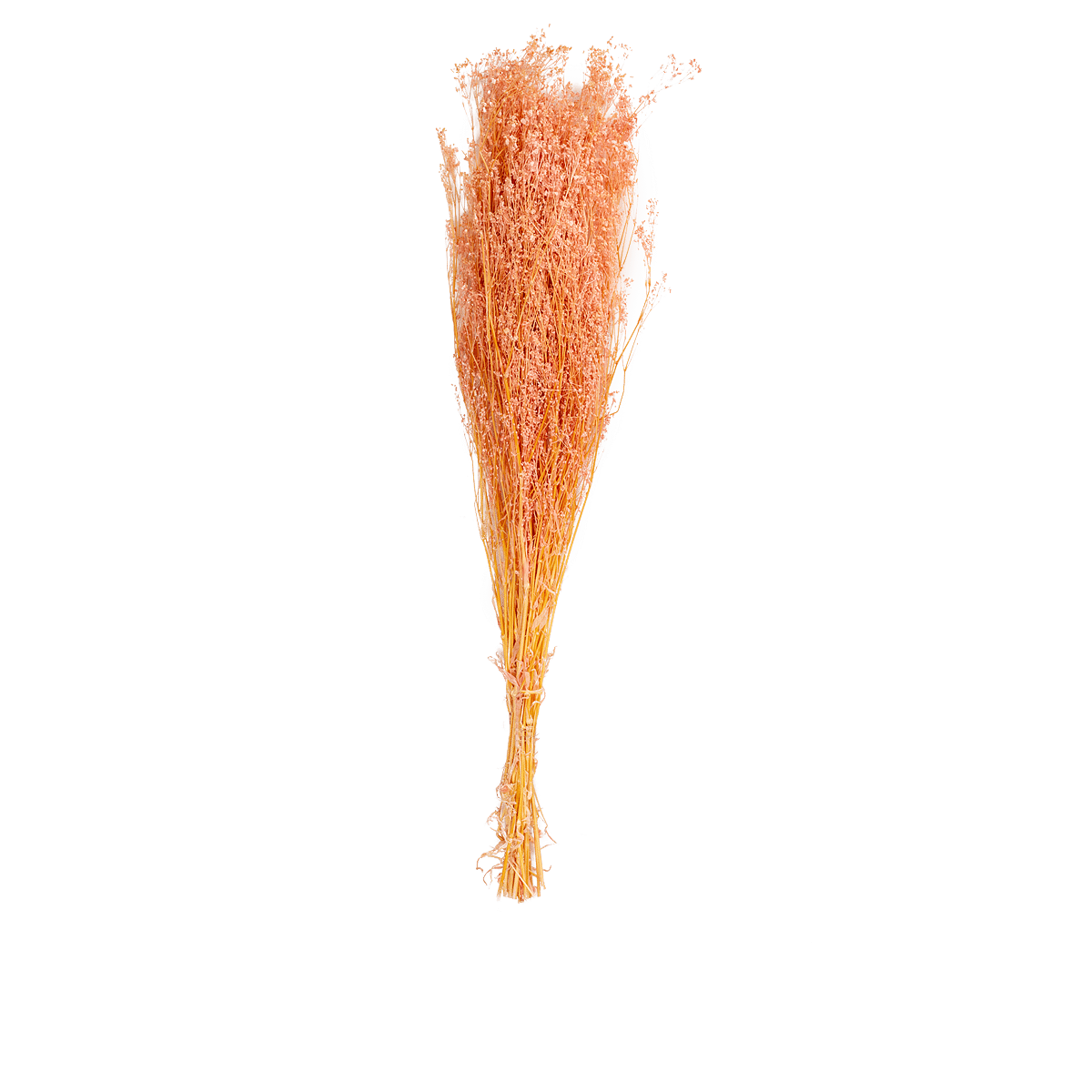 Gypsophile Paniculata Rose Dried Botanical