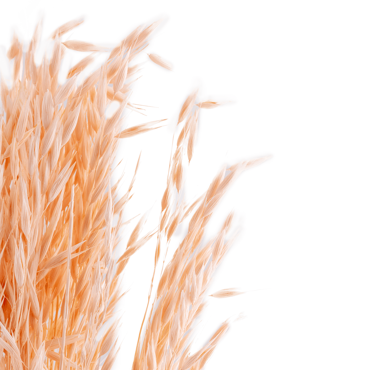 Avoine Rose Dried Botanical