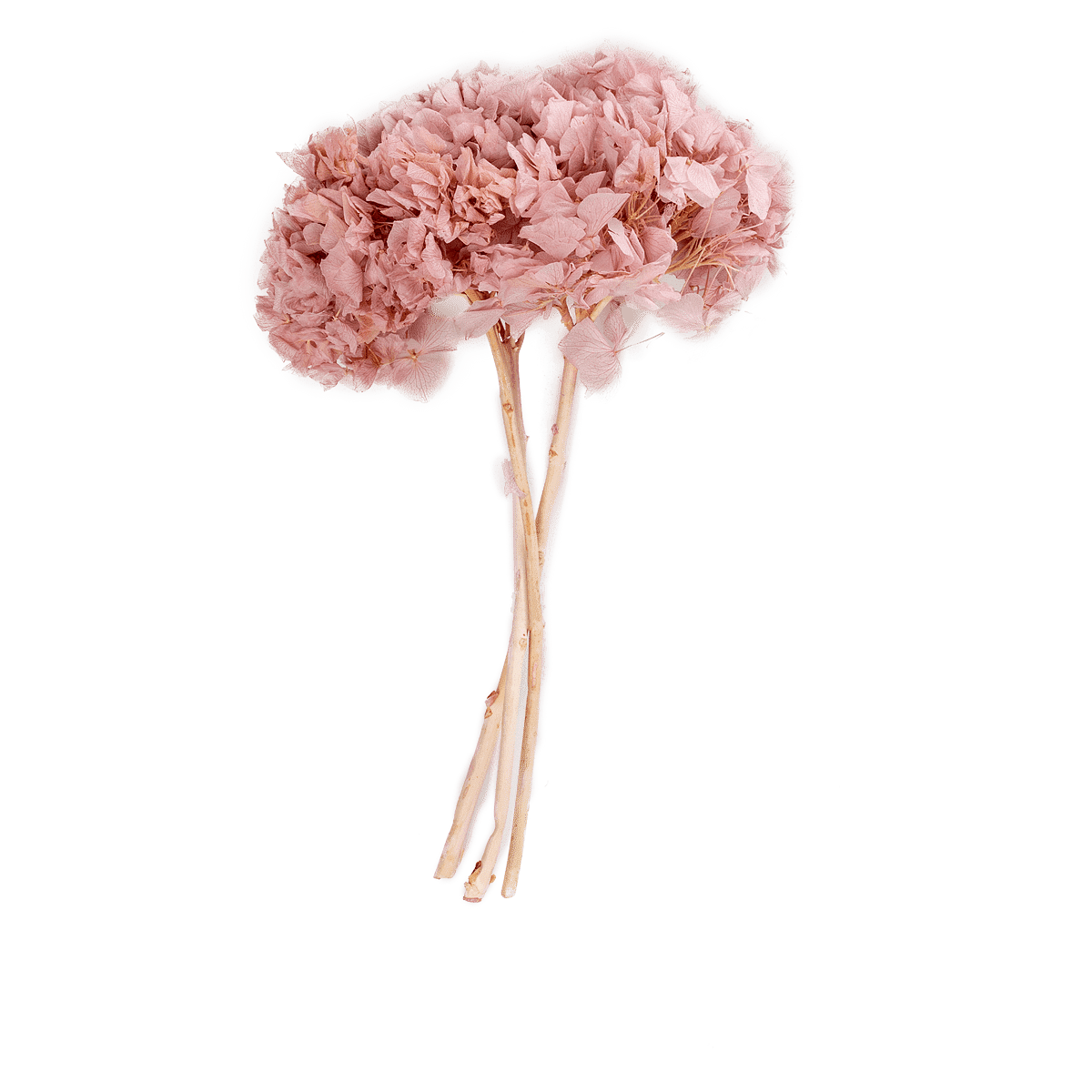 Hortensia Preserve Rose Dried Botanical