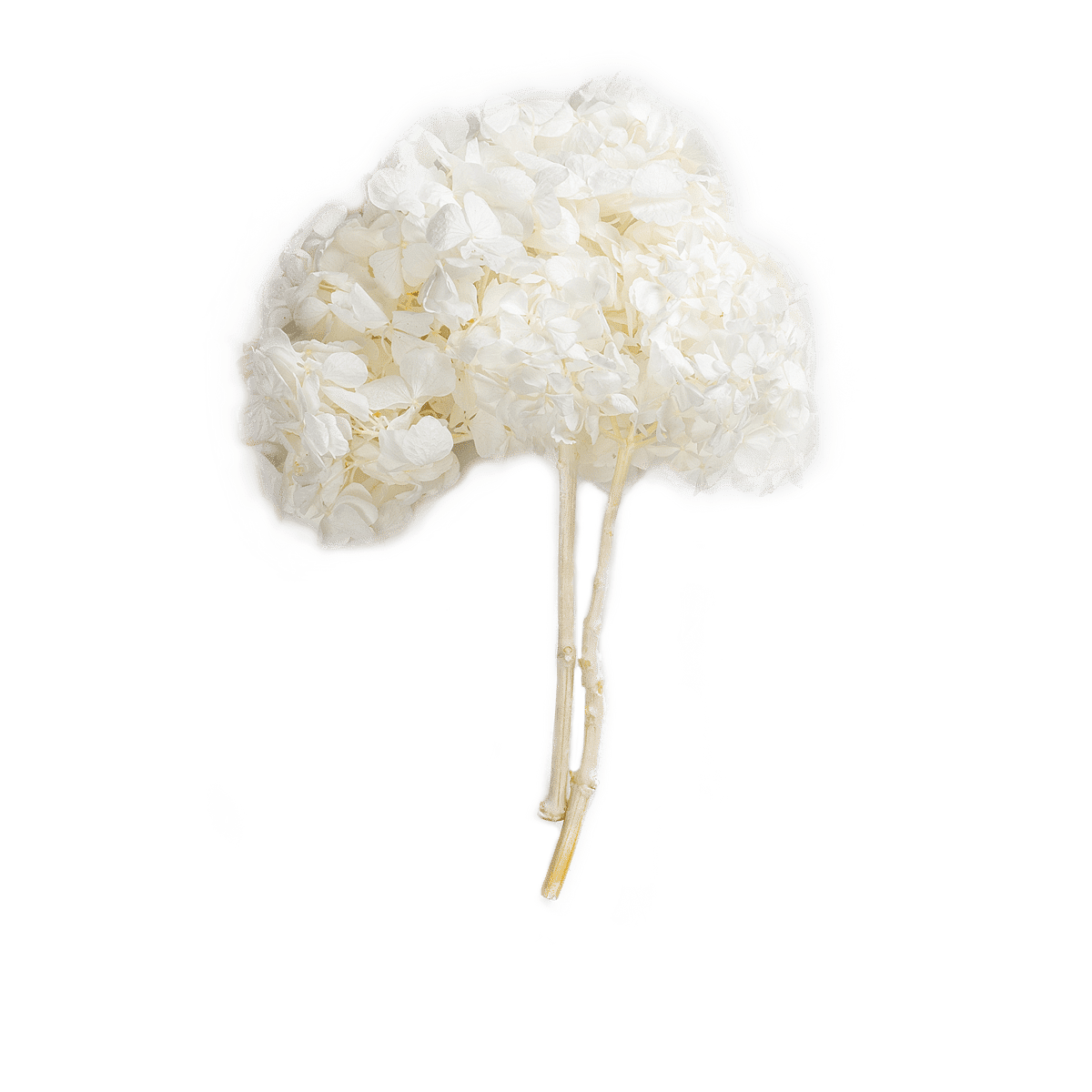 Hortensia Blanc Perle Dried Botanical