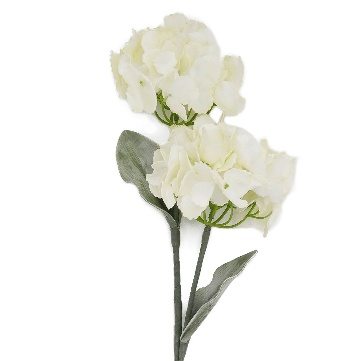 Hydrangea Flower Cream