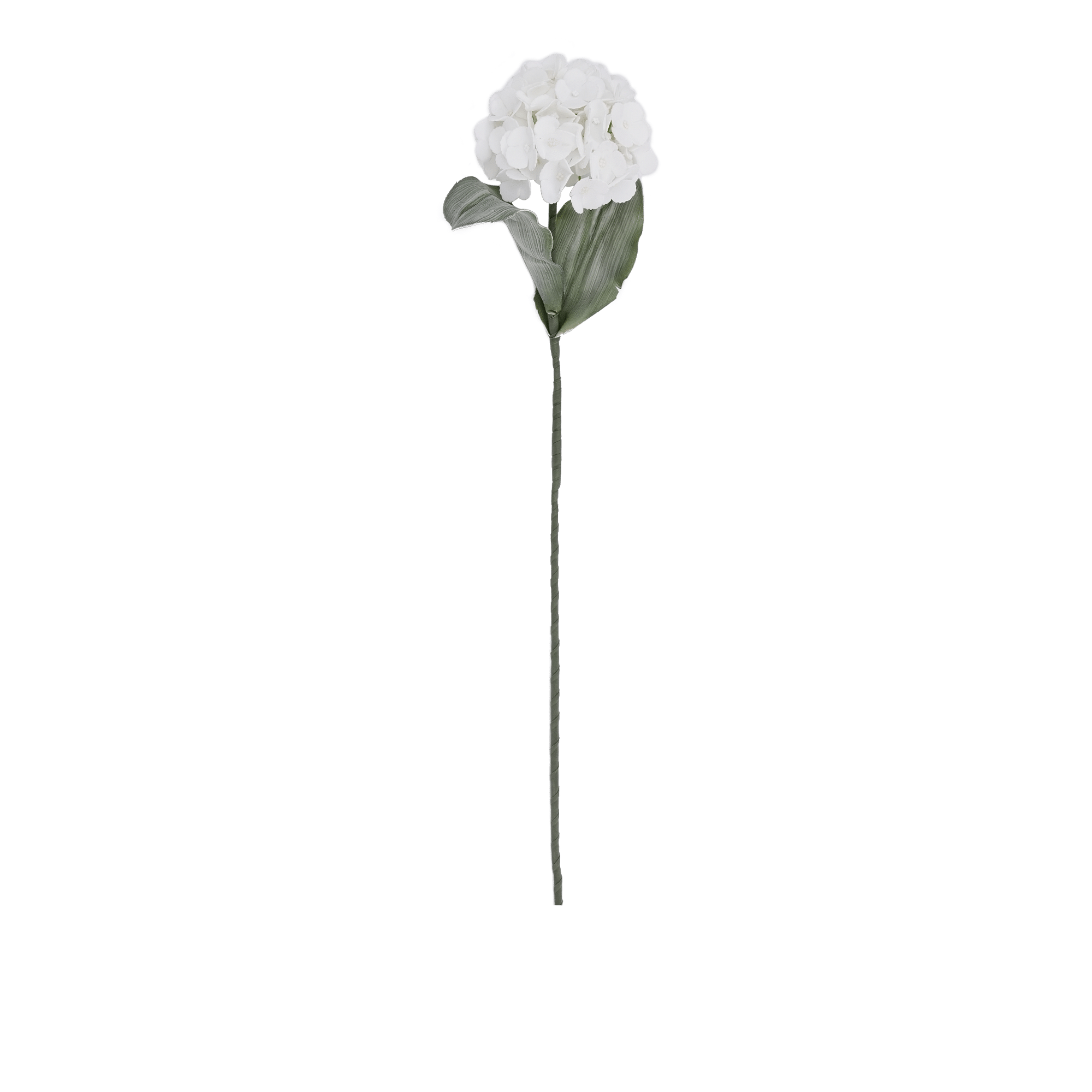 Hydrangea Flower White