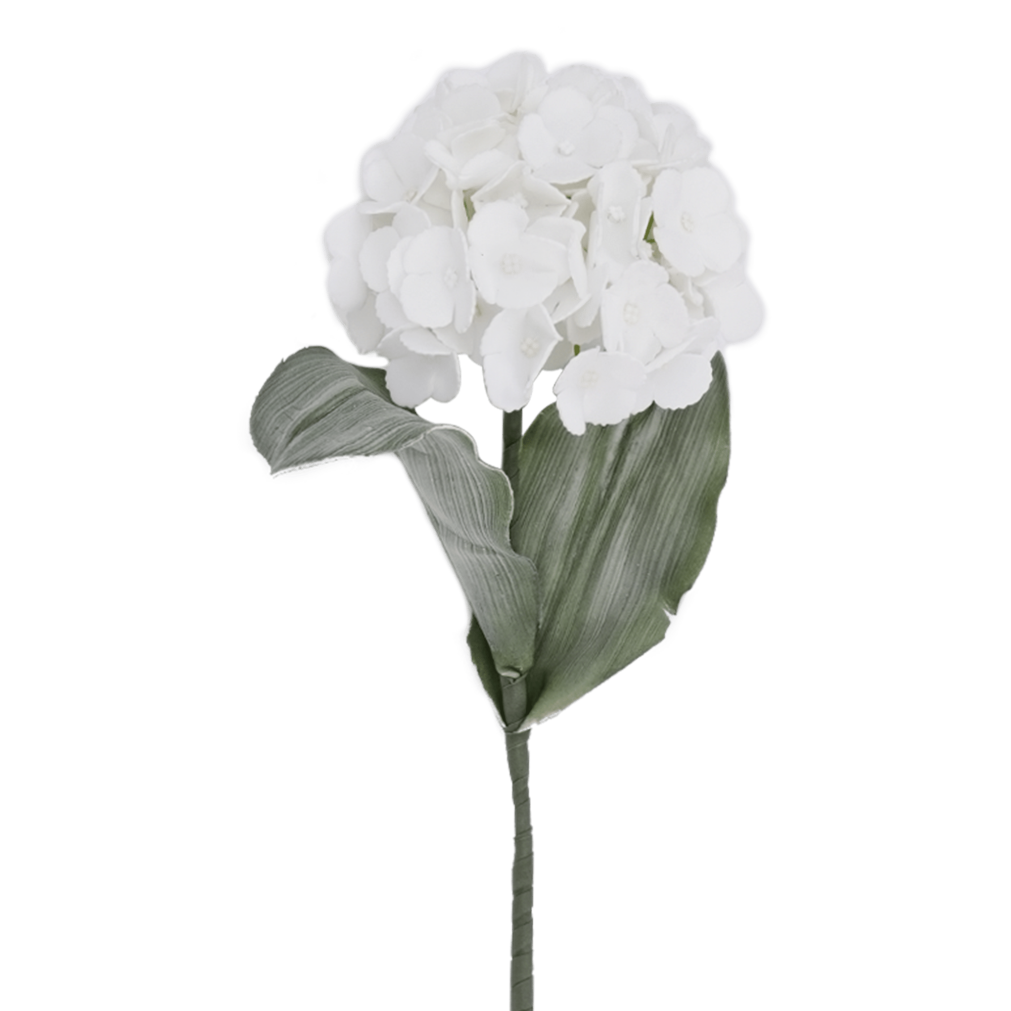 Hydrangea Flower White