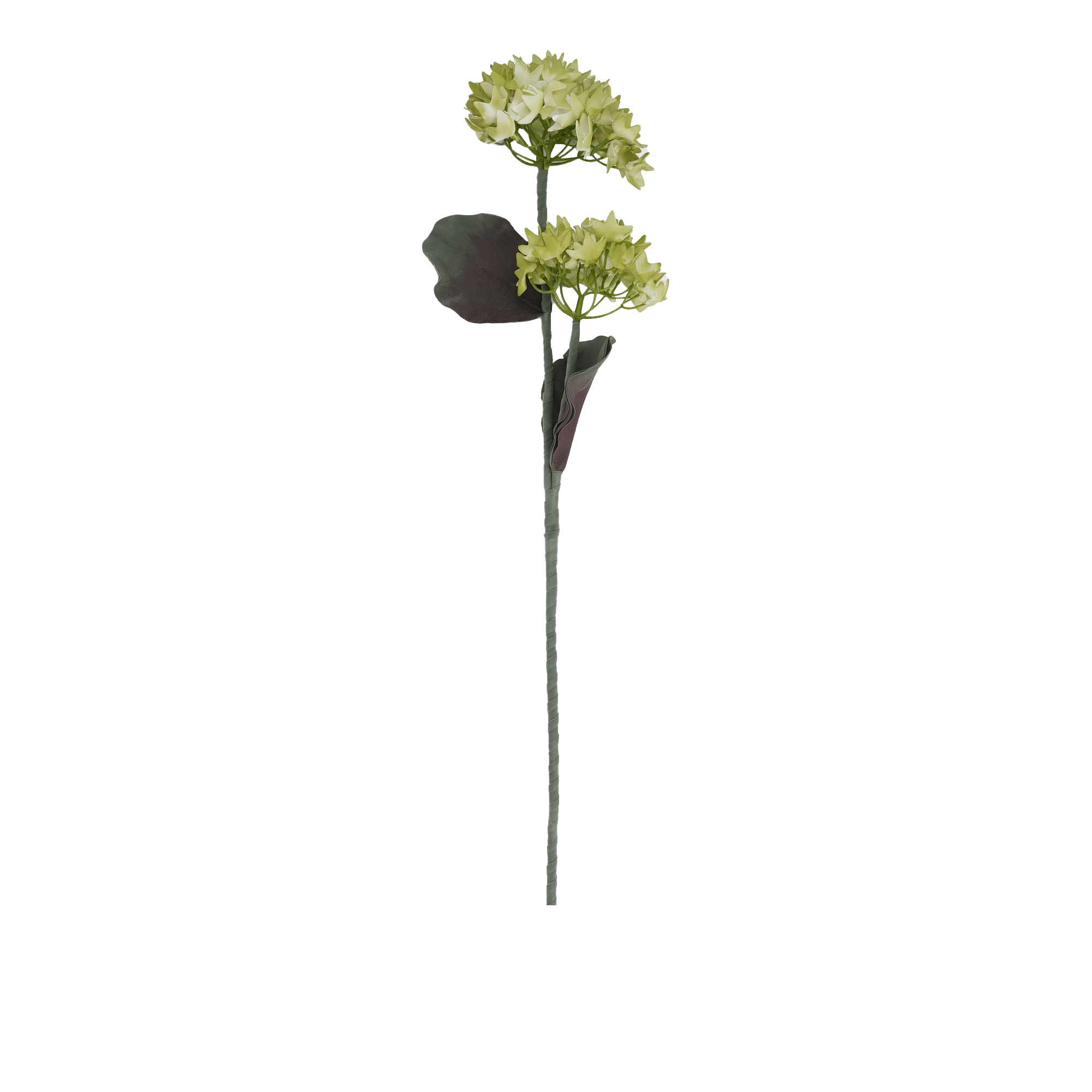 Hydrangea Flower Green