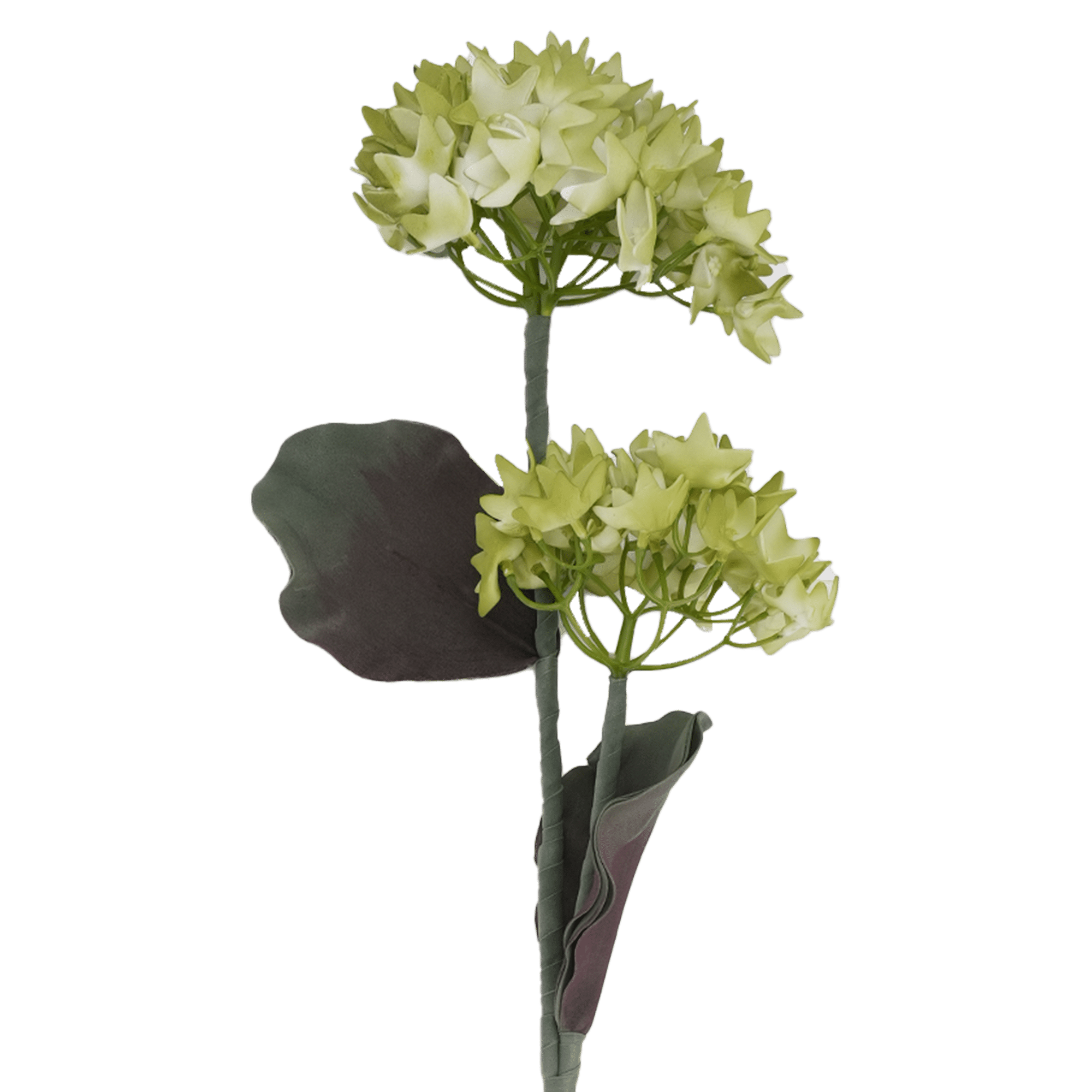Hydrangea Flower Green