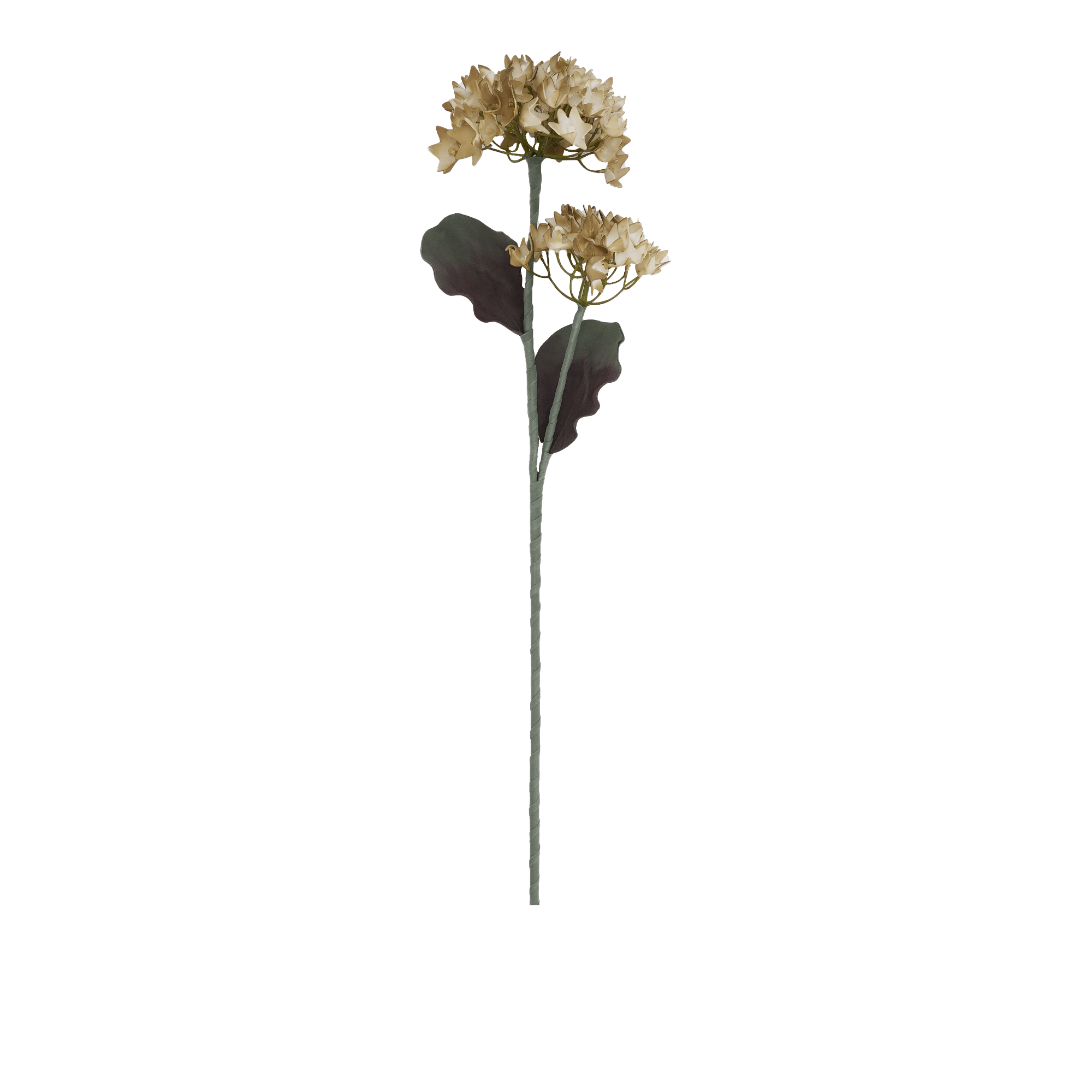 Hydrangea Flower Brown