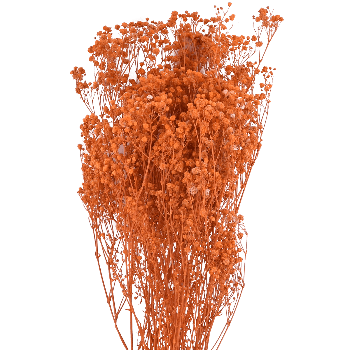 GYPSOPHILA PANICULATA  ORANGE L 60 cm
