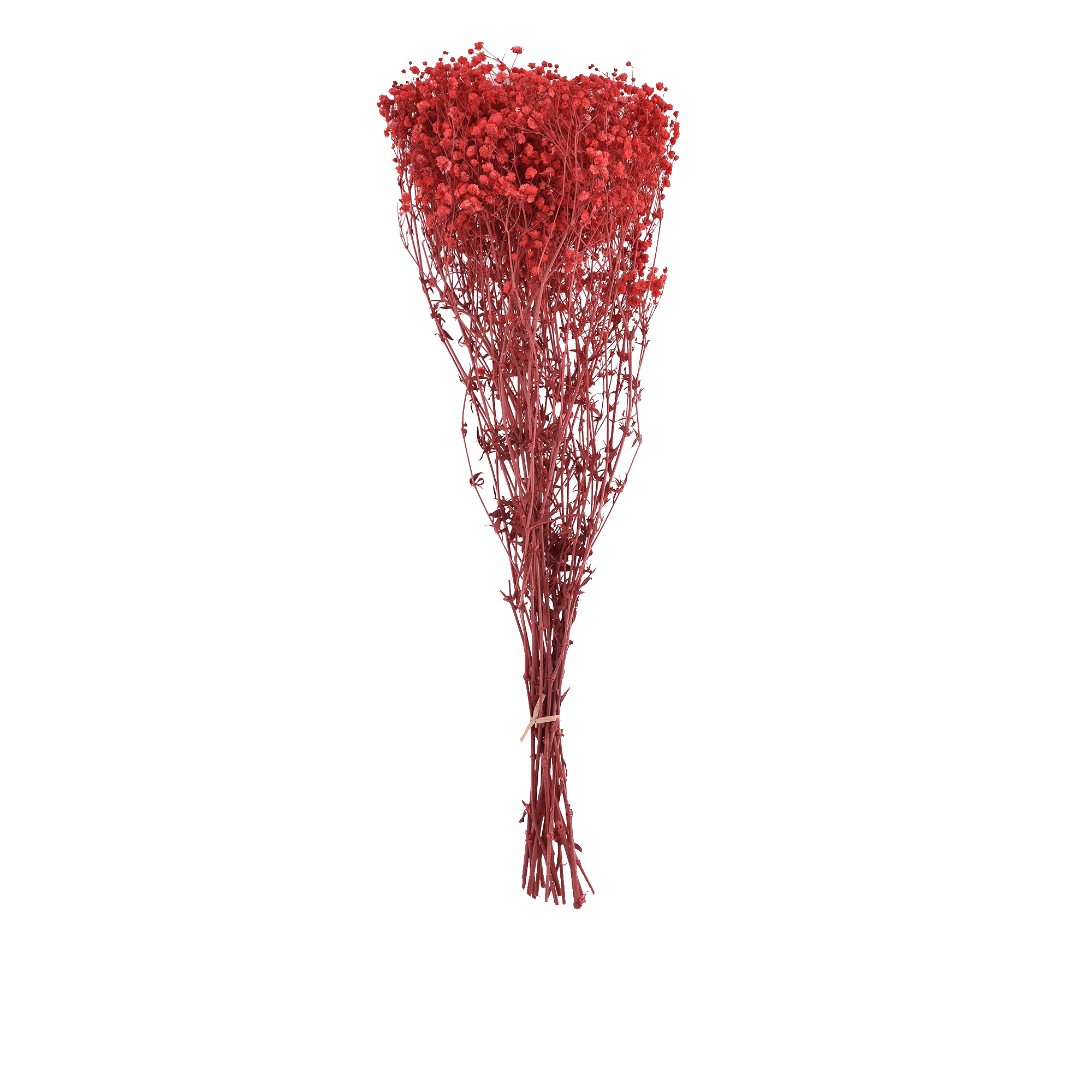 GYPSOPHILA PANICULATA  RED L 60 cm