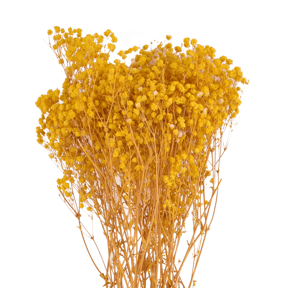 GYPSOPHILA PANICULATA  YELLOW L 60 cm