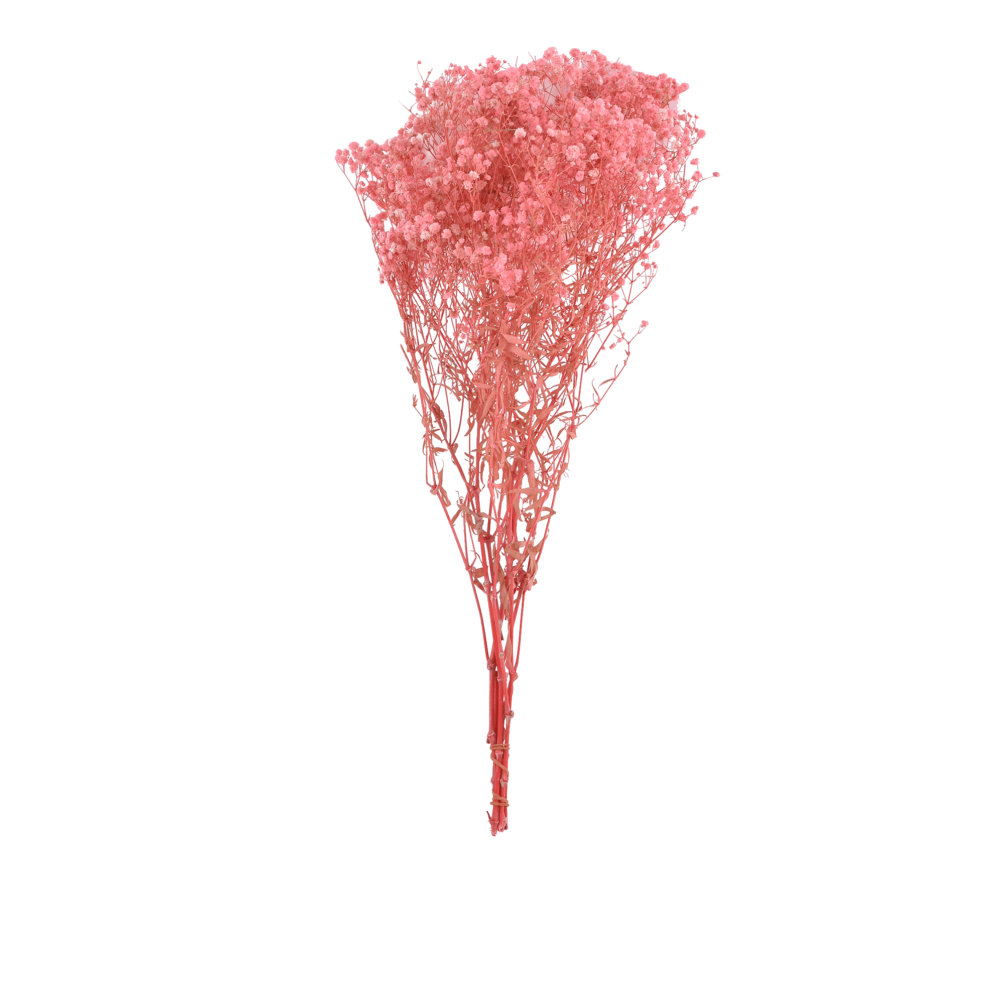GYPSOPHILA PANICULATA  LIGHT PINK L 60 cm
