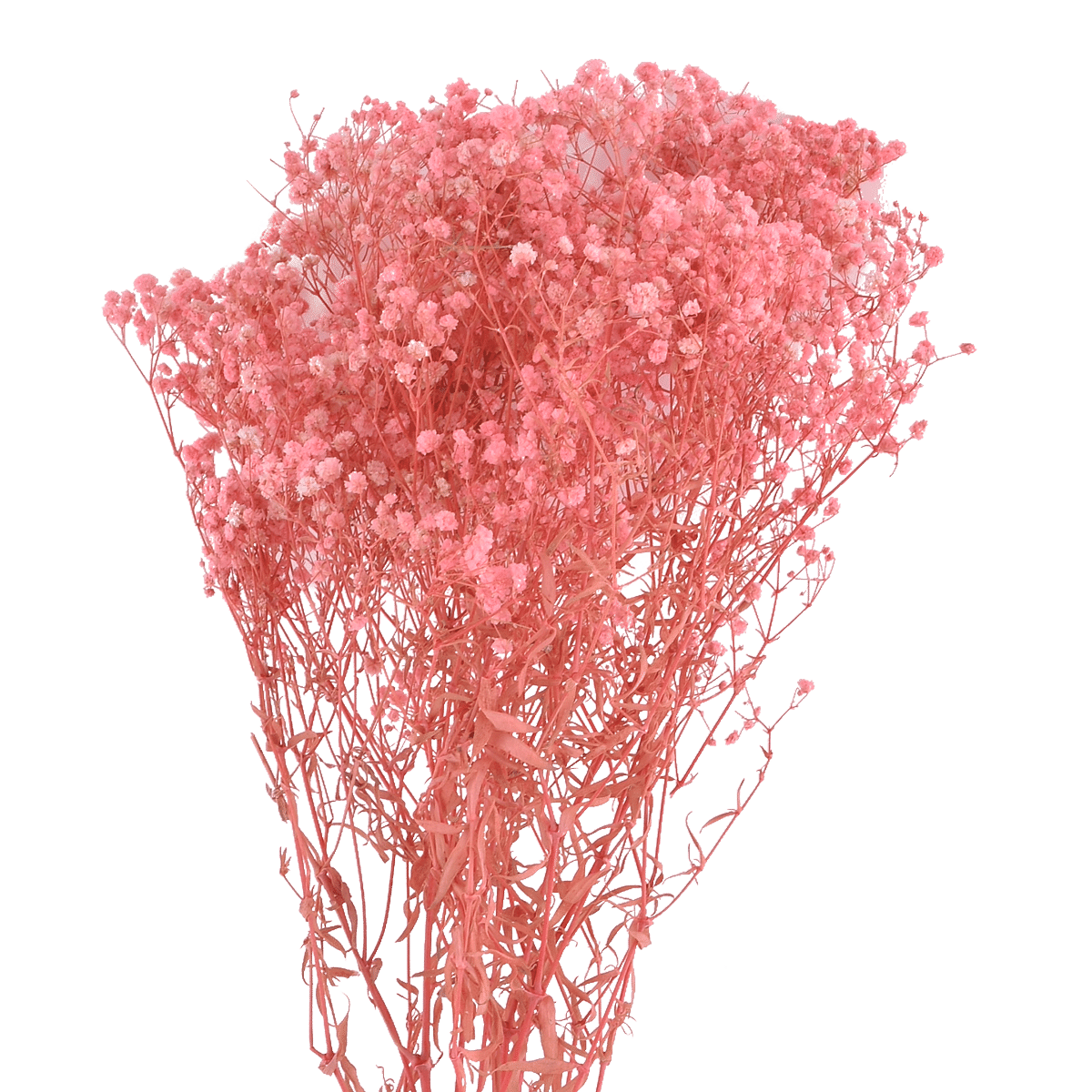 GYPSOPHILA PANICULATA  LIGHT PINK L 60 cm