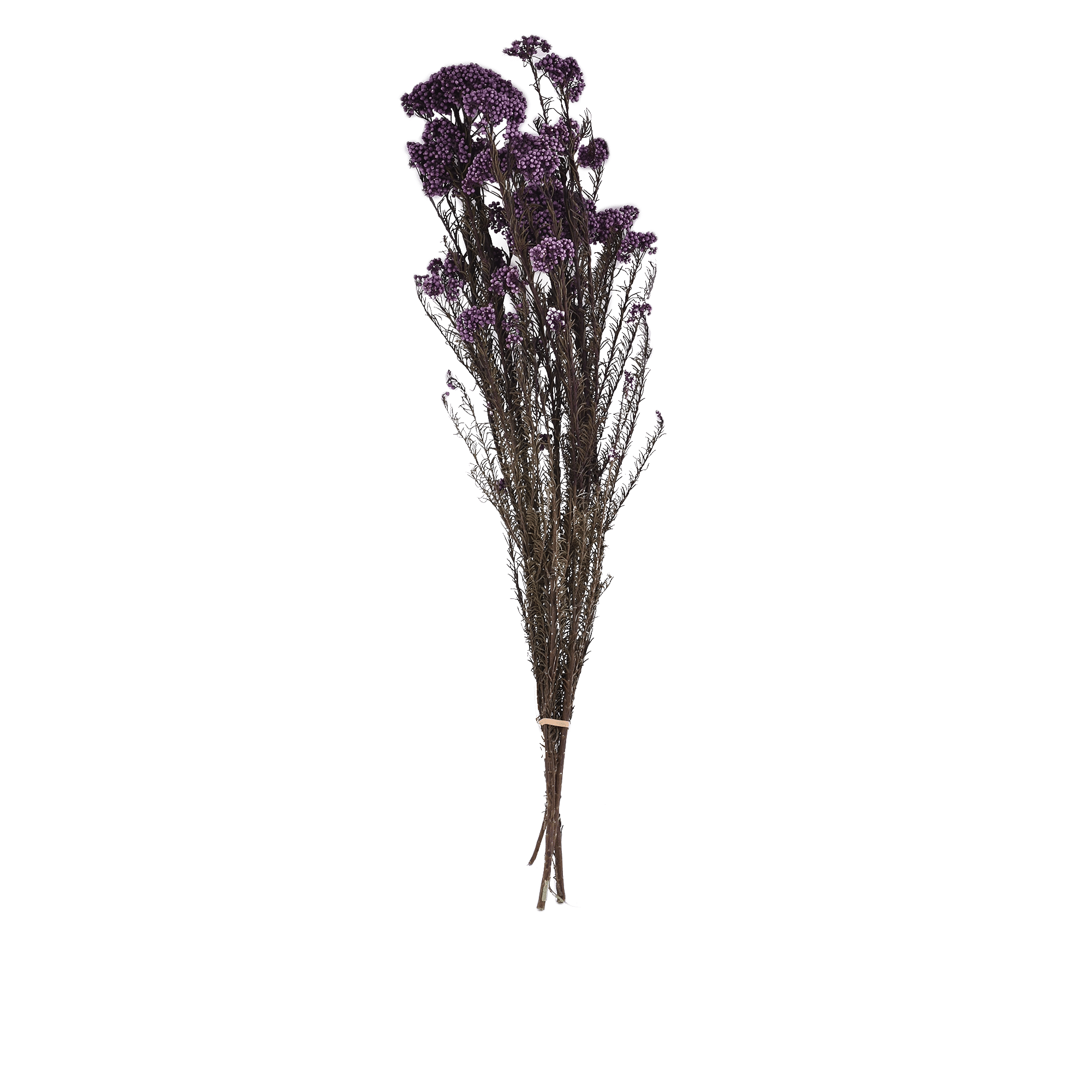 OZOTHAMNUS DIOSMIFOLIUS  PURPLE L 60 cm