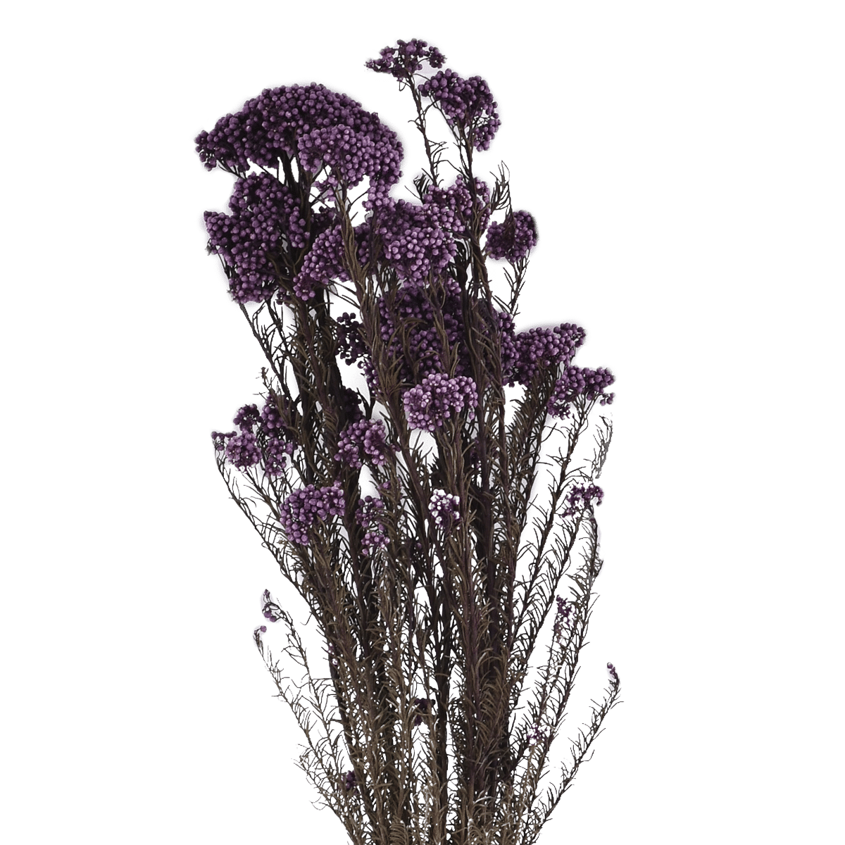OZOTHAMNUS DIOSMIFOLIUS  PURPLE L 60 cm