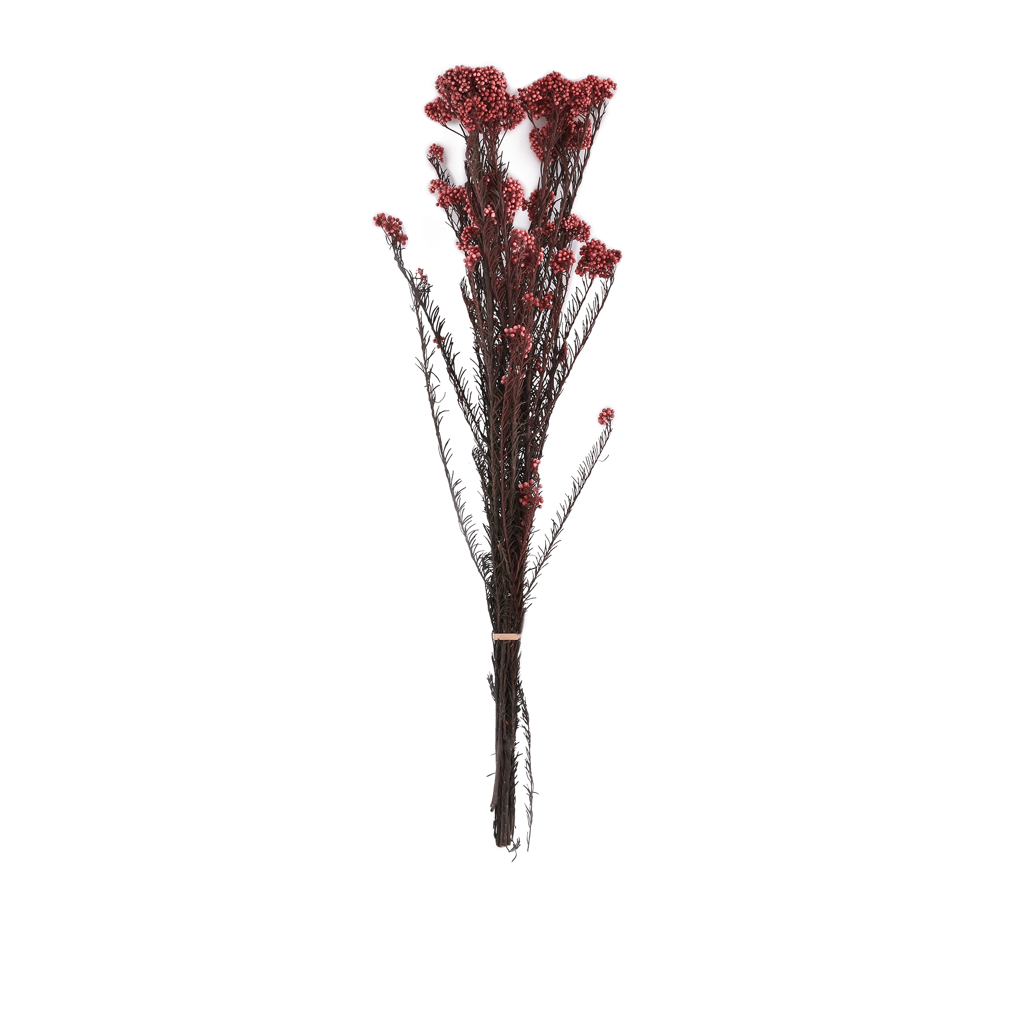 OZOTHAMNUS DIOSMIFOLIUS  PINK L 60 cm
