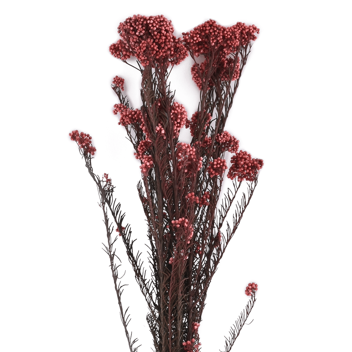 OZOTHAMNUS DIOSMIFOLIUS  PINK L 60 cm