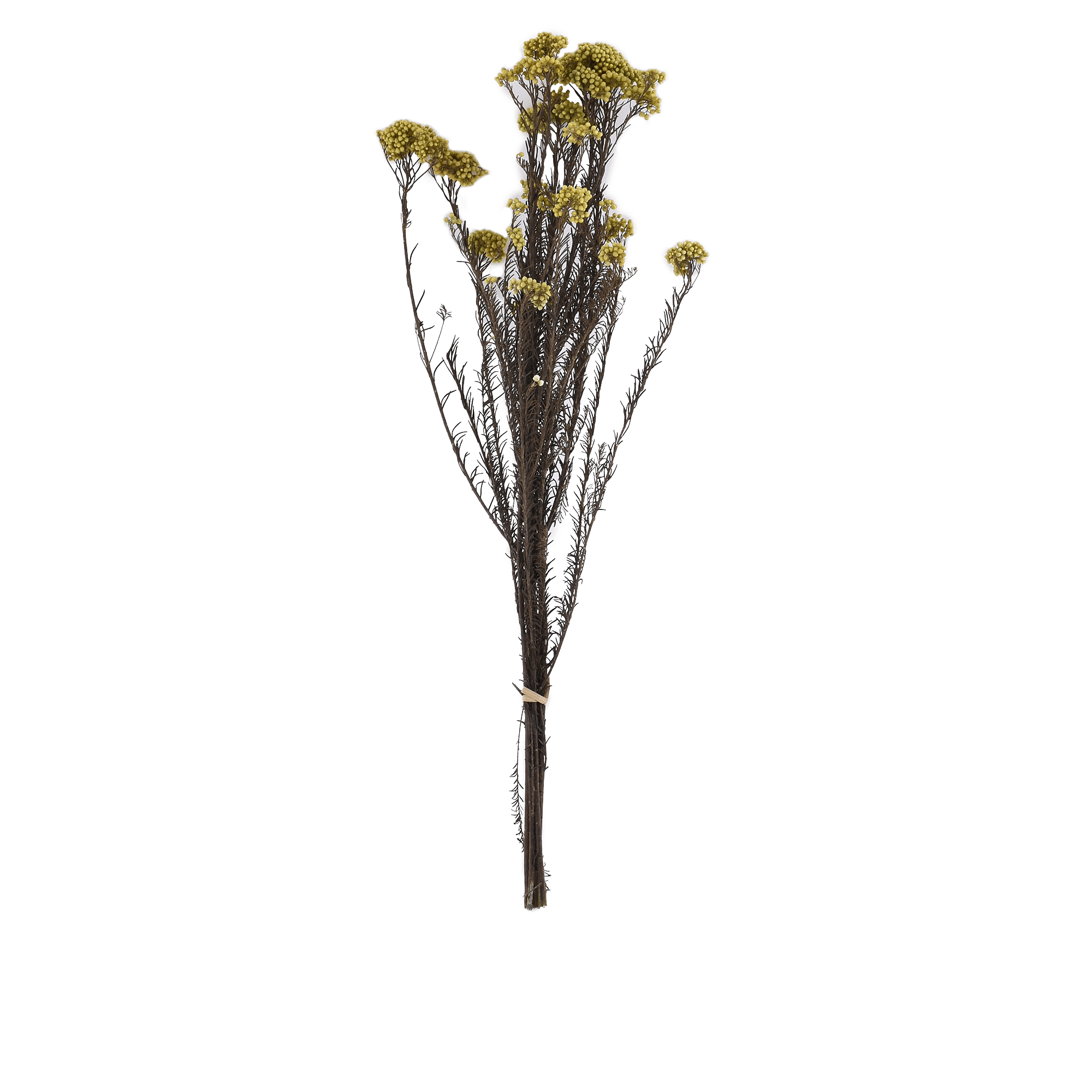 OZOTHAMNUS DIOSMIFOLIUS  YELLOW L 60 cm