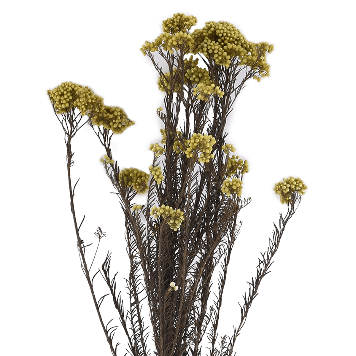 OZOTHAMNUS DIOSMIFOLIUS  YELLOW L 60 cm