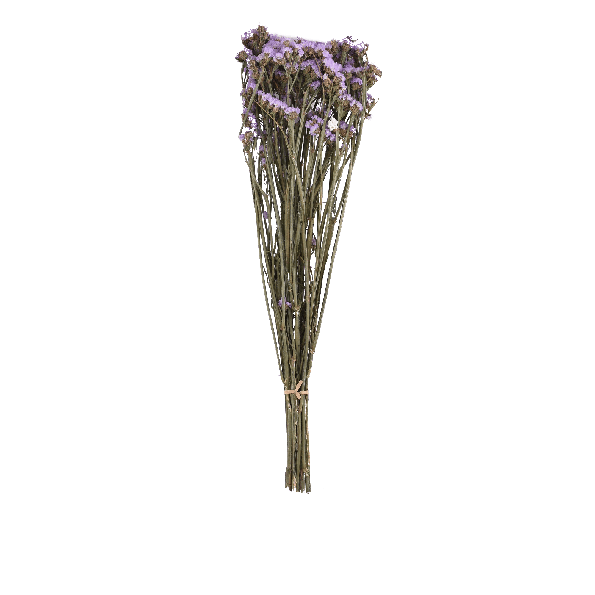 LIMONIUM SINENSE  LIGHT PURPLE L 60 cm