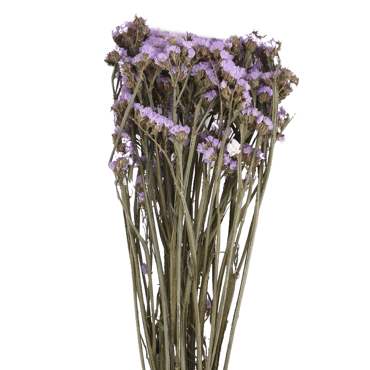 LIMONIUM SINENSE  LIGHT PURPLE L 60 cm